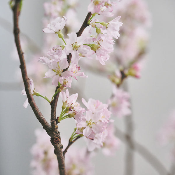 【枝もの図鑑|春】紅彼岸桜(ベニヒガンザクラ)