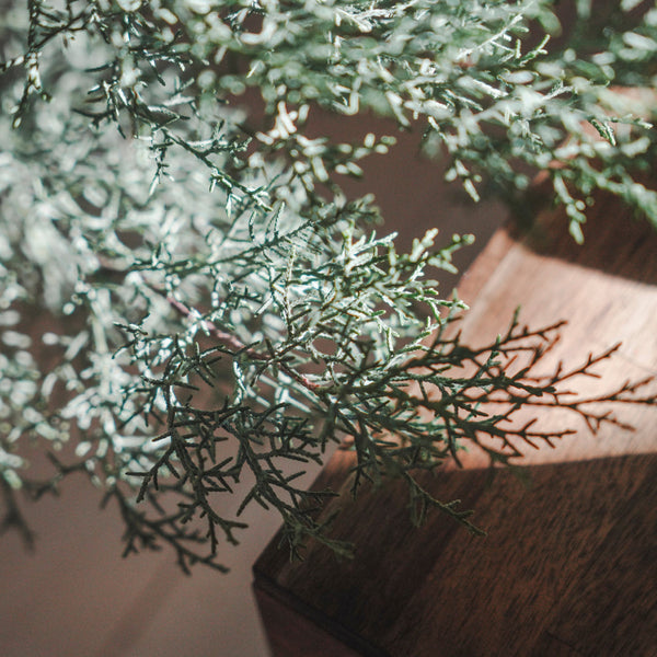 「枝もののある暮らし」訪問。 自然光たっぷりの空間で人も枝も心地よく。