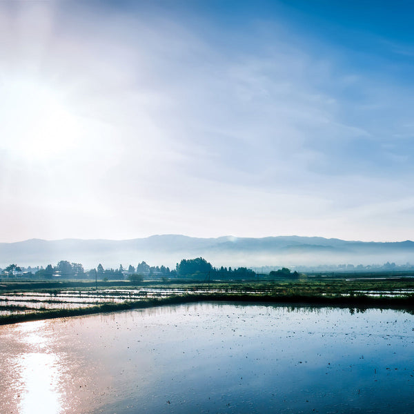 【二十四節気】小満(しょうまん)