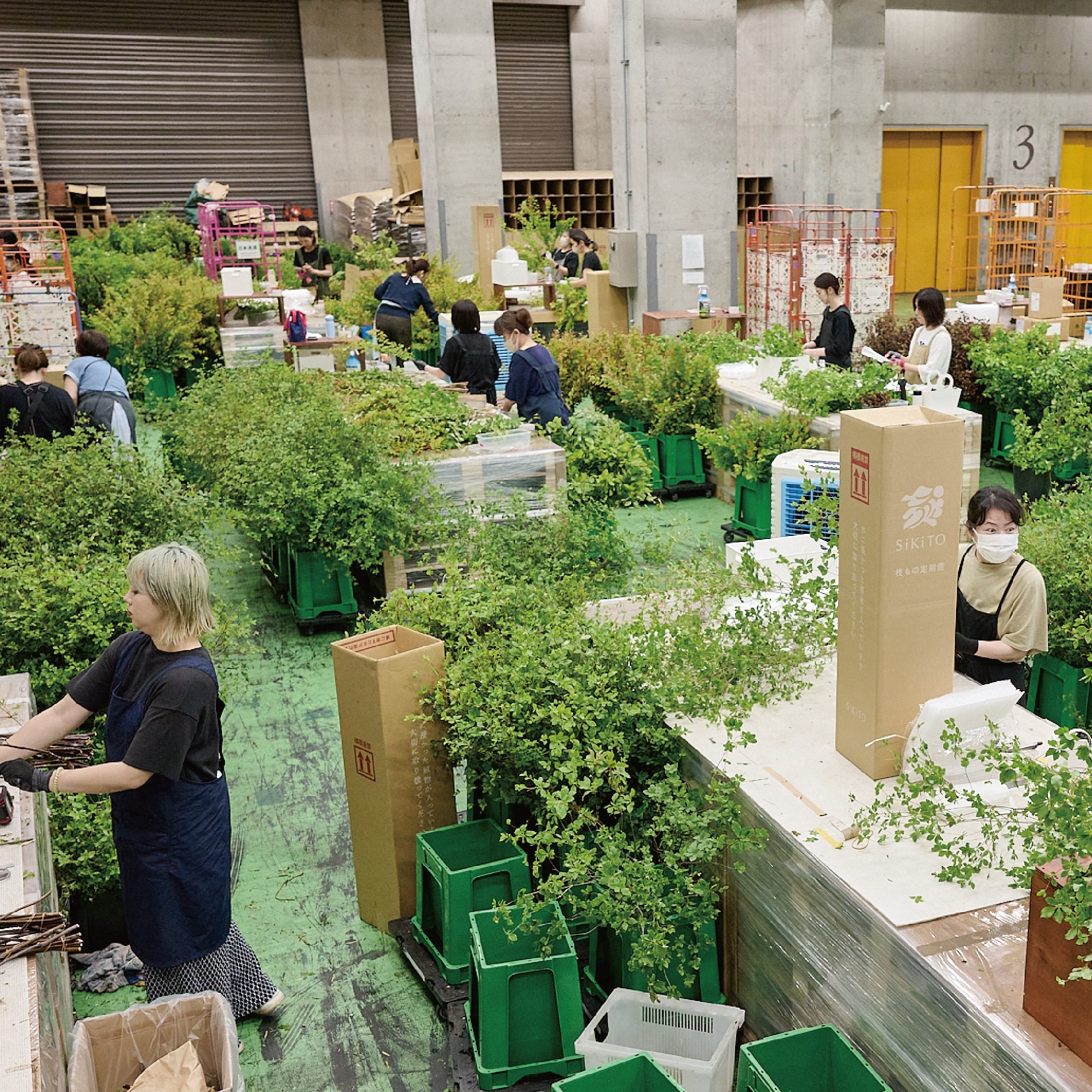 枝もの定期便ウラ話】まるで森！新緑時期の枝もの出荷現場レポート