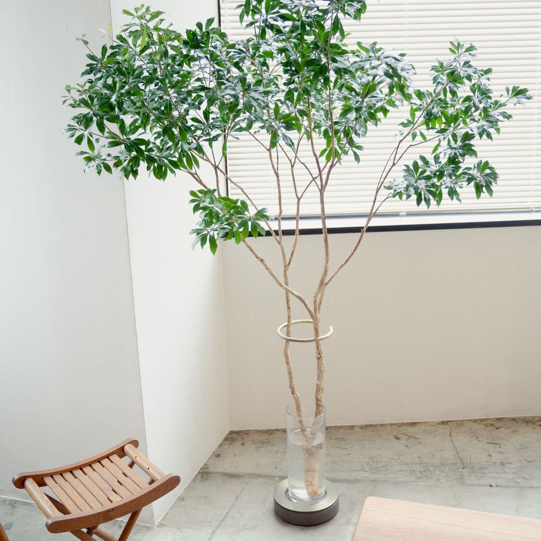 枝もの図鑑｜夏】アセビ - SiKiTO