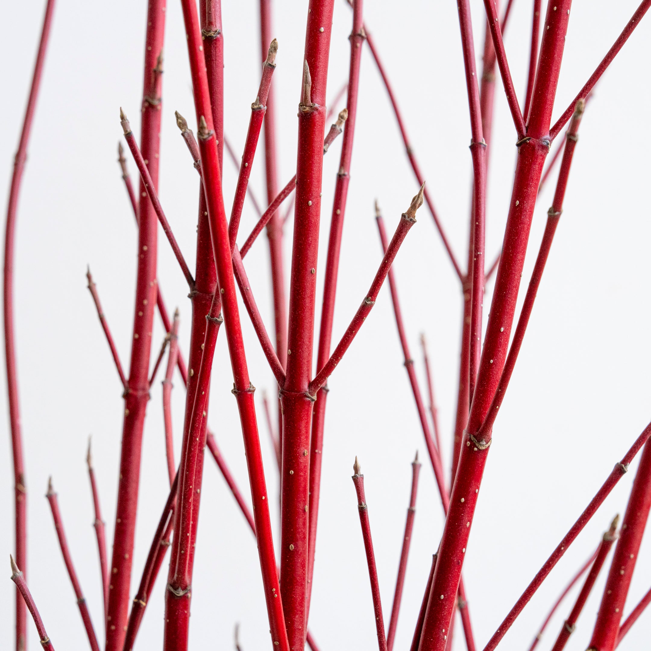 枝もの図鑑｜冬】サンゴミズキ