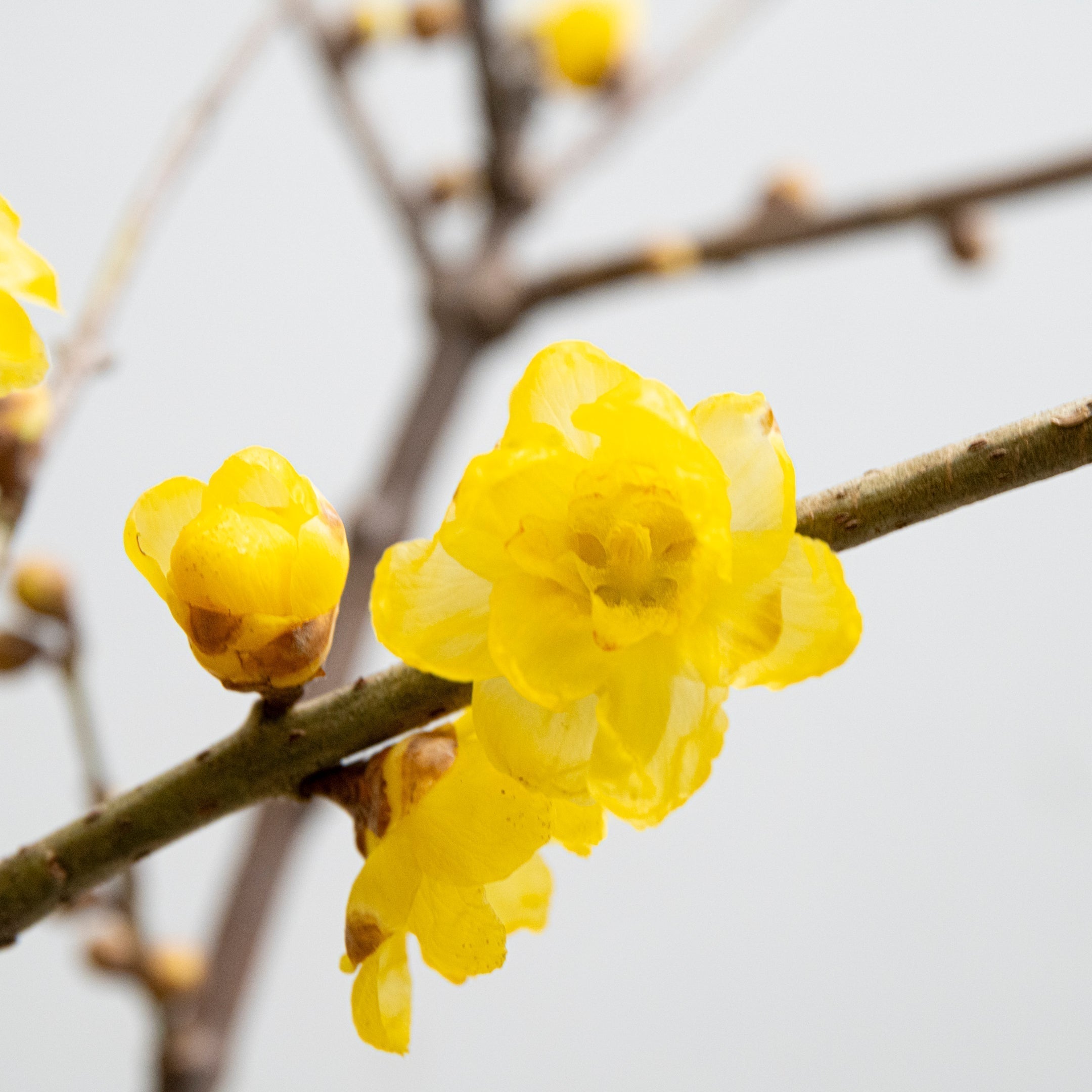 蝋梅（ロウバイ）の特徴と飾り方｜寒い冬に、蝋細工のような黄色い花を