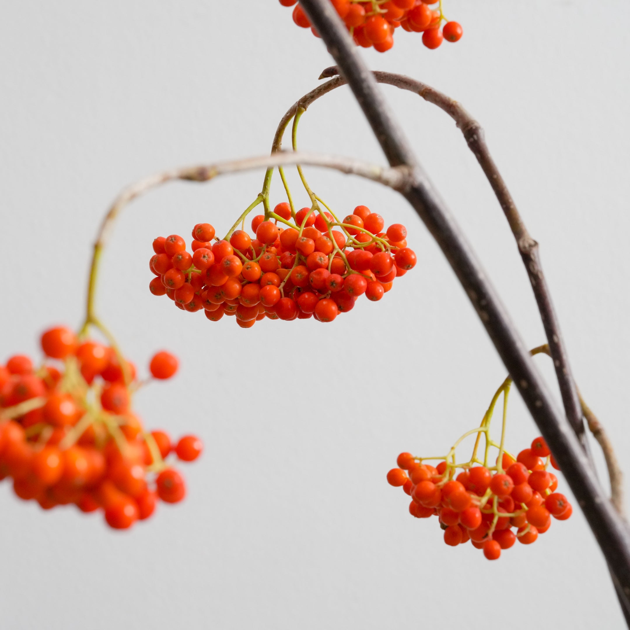 Fleur ナナカマドと秋の赤い実 ジグソーパズル 1000ピース 新品 未開封 枝もの図鑑｜秋】ナナカマド（実）