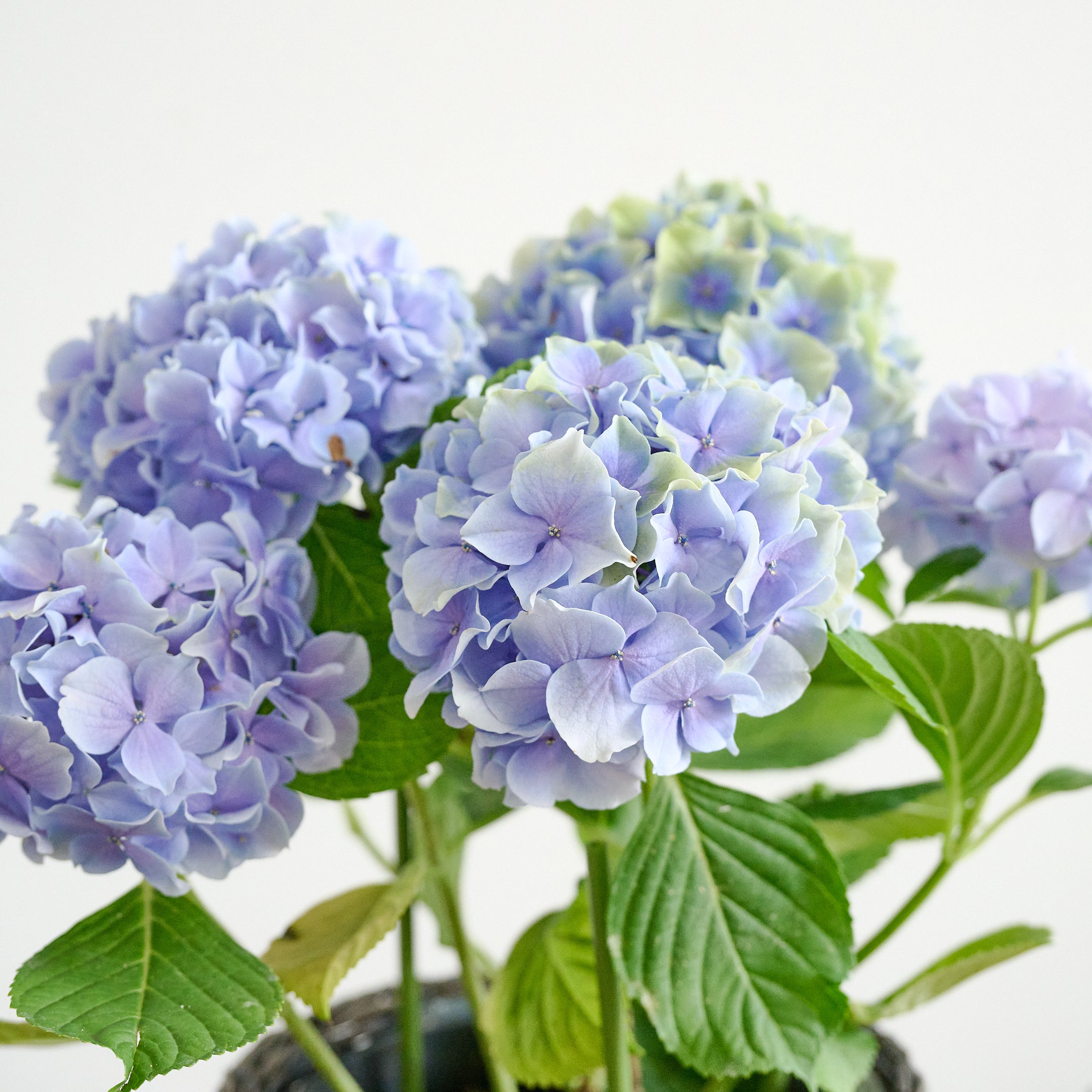 紫陽花（アジサイ）の特徴と飾り方｜雨の季節に淡い色の花を咲かせる枝もの