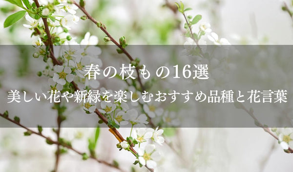 春の枝もの16選|美しい花や新緑を楽しむおすすめ品種と花言葉