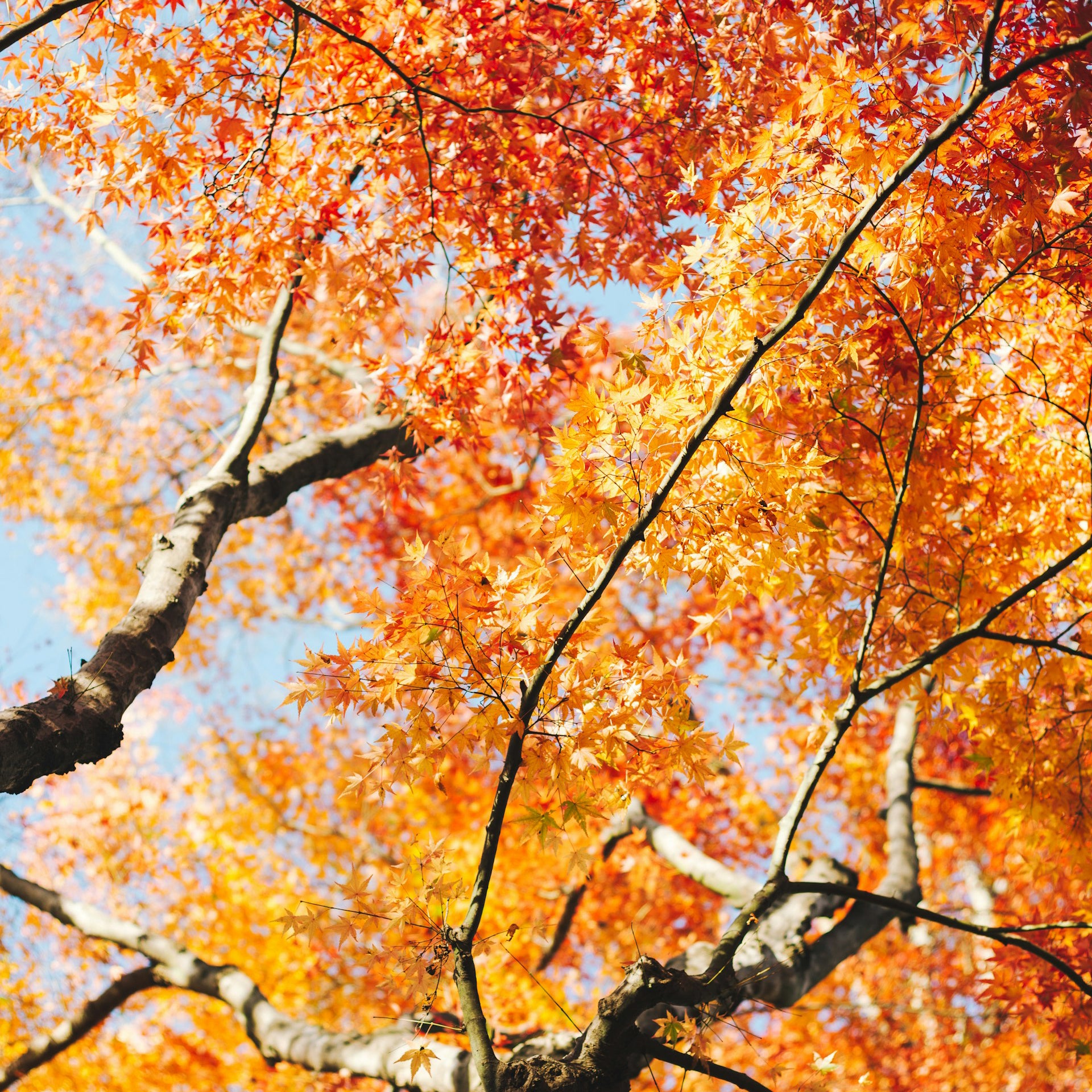 季節のお話】眺めるだけなのに、なぜ紅葉”狩り”？｜2024年11月