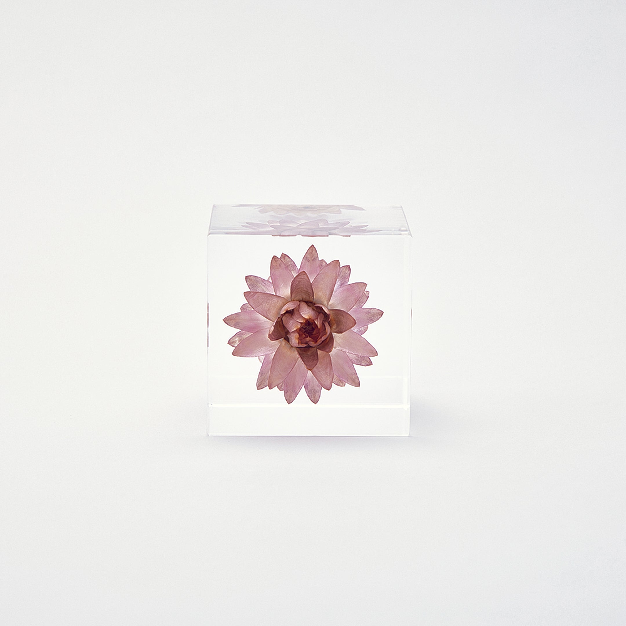 Sola cube / 夏 | 静かに時を止めた植物のかたち