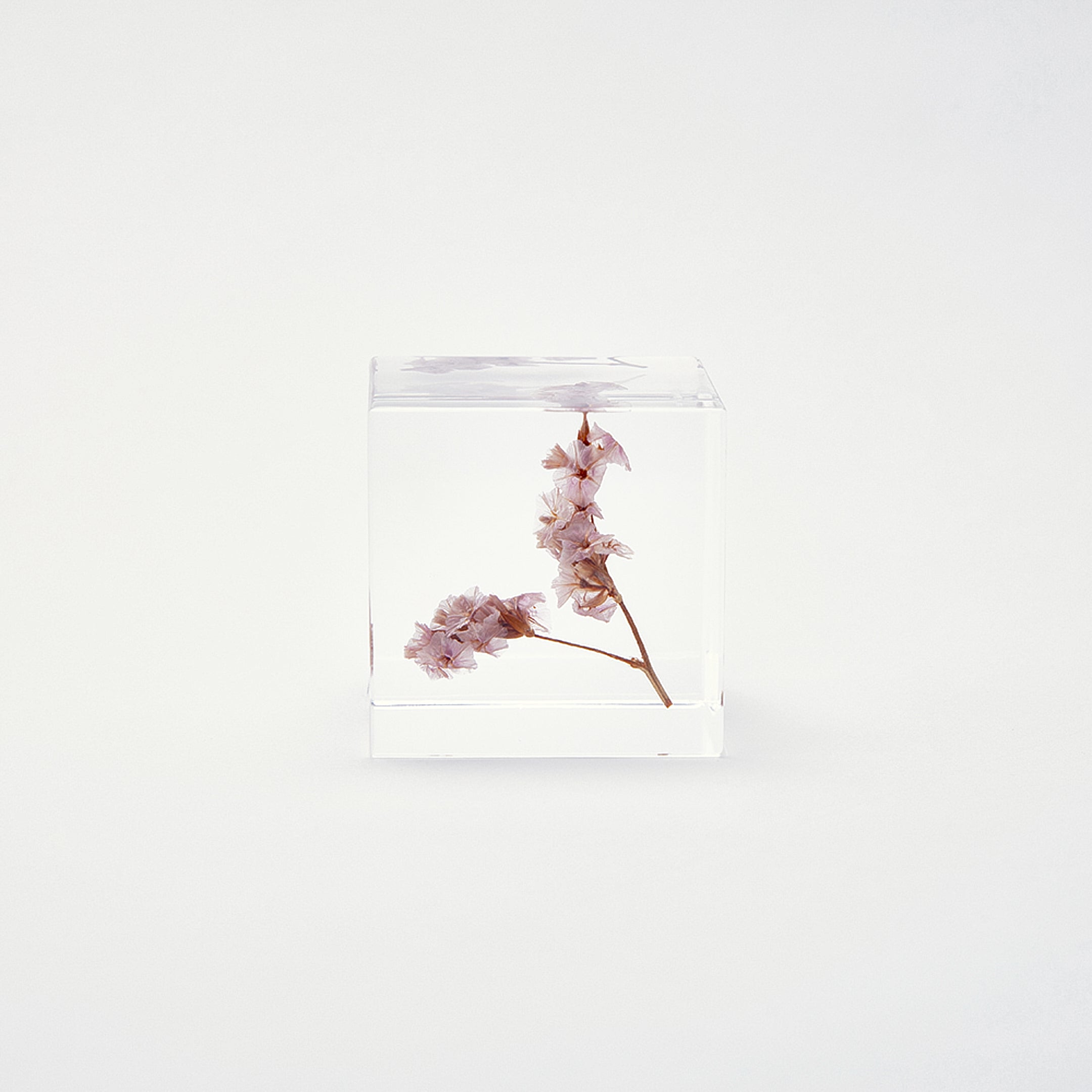 Sola cube / 夏 | 静かに時を止めた植物のかたち