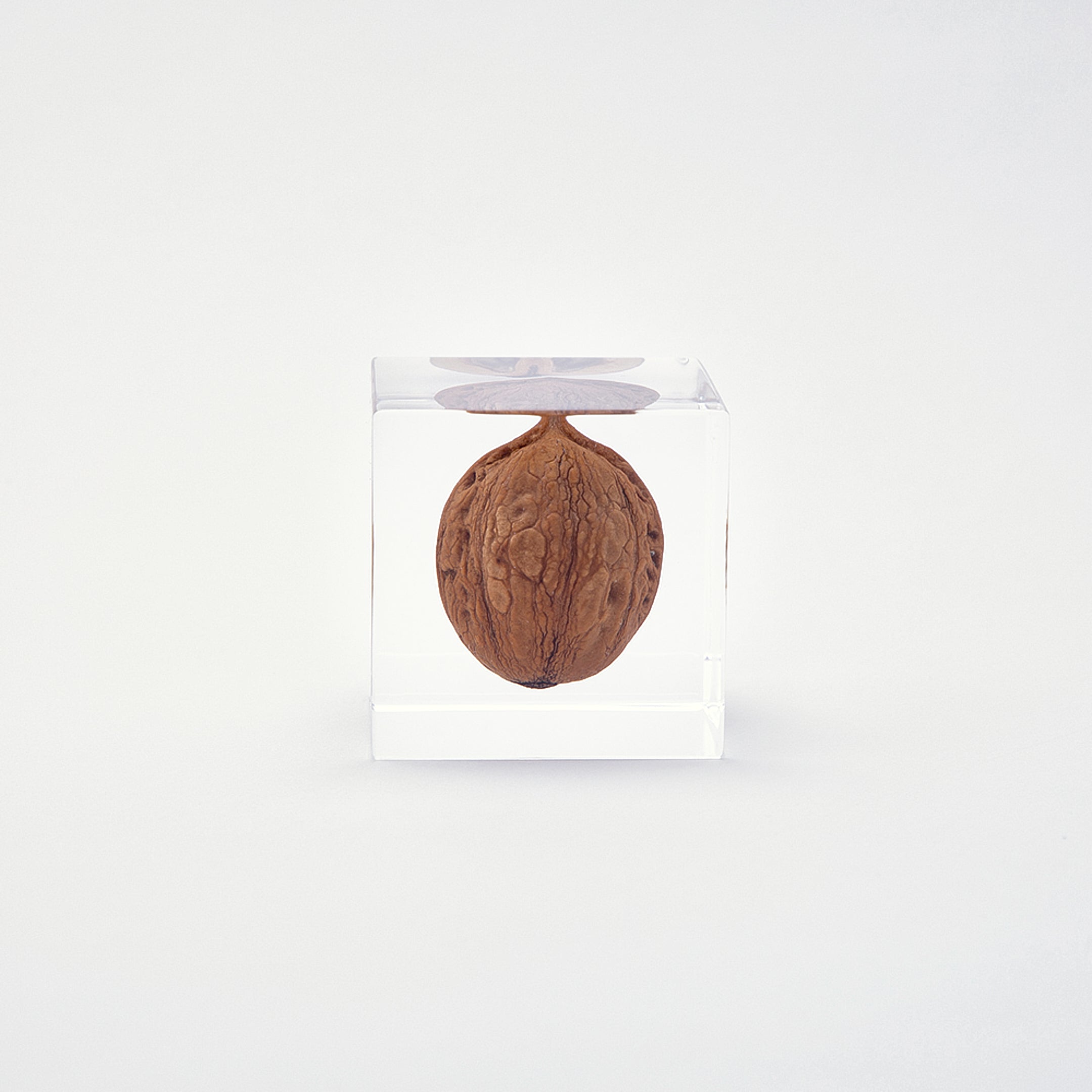 Sola cube / 冬 | 静かに時を止めた植物のかたち