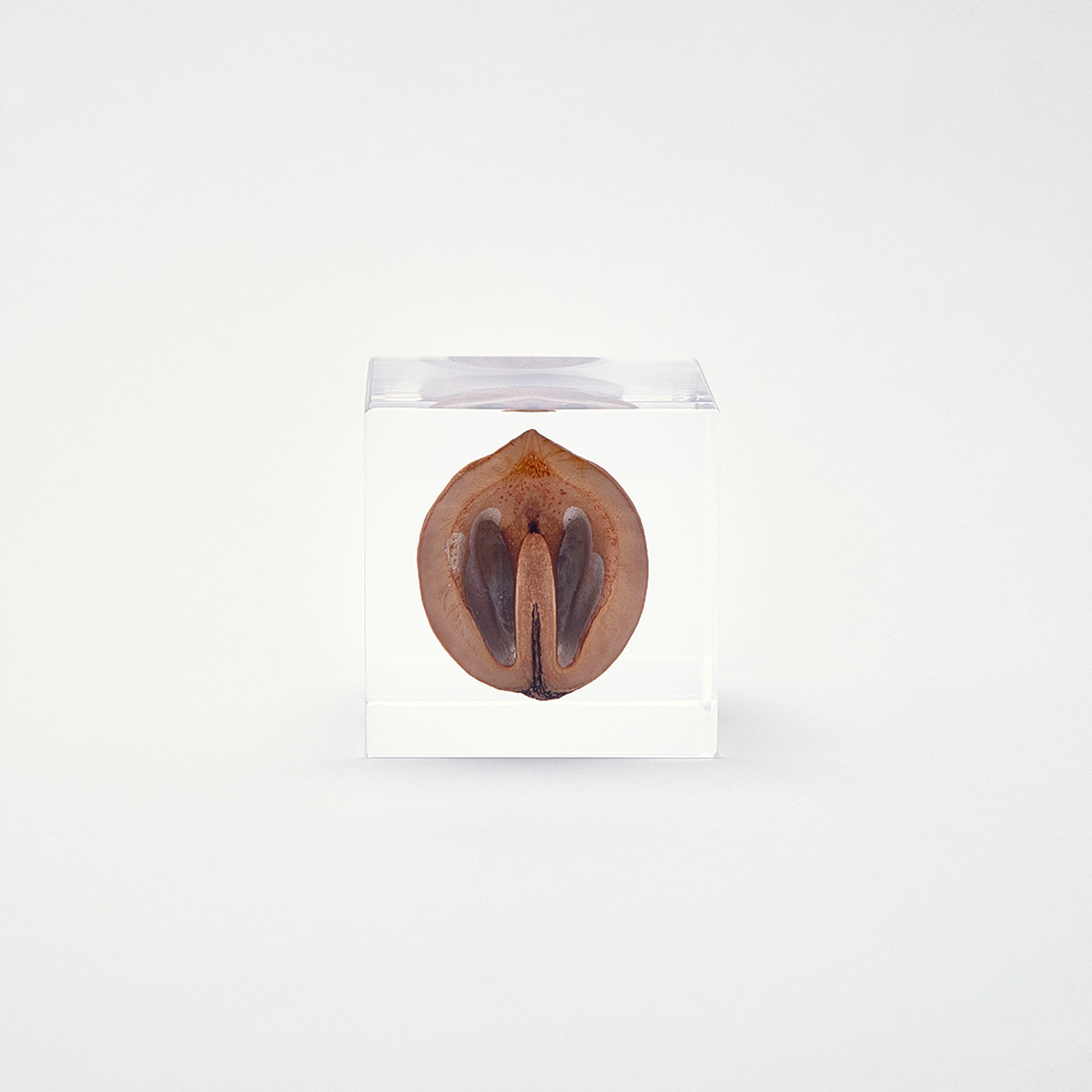 Sola cube / 冬 | 静かに時を止めた植物のかたち