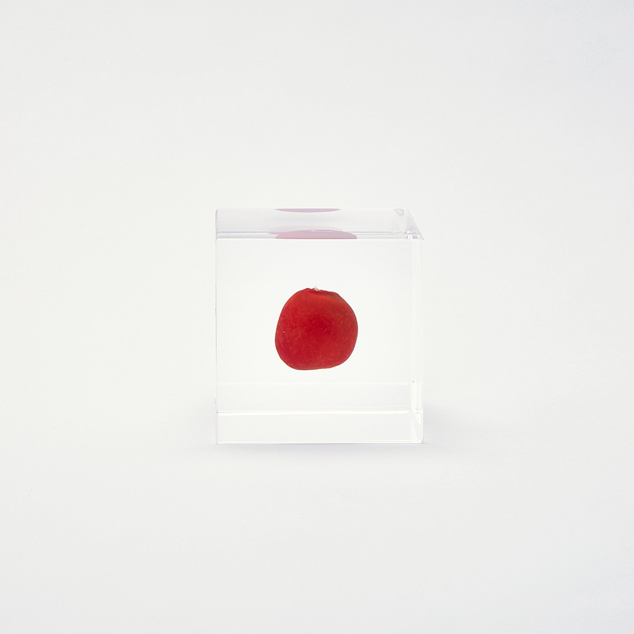Sola cube / 冬 | 静かに時を止めた植物のかたち