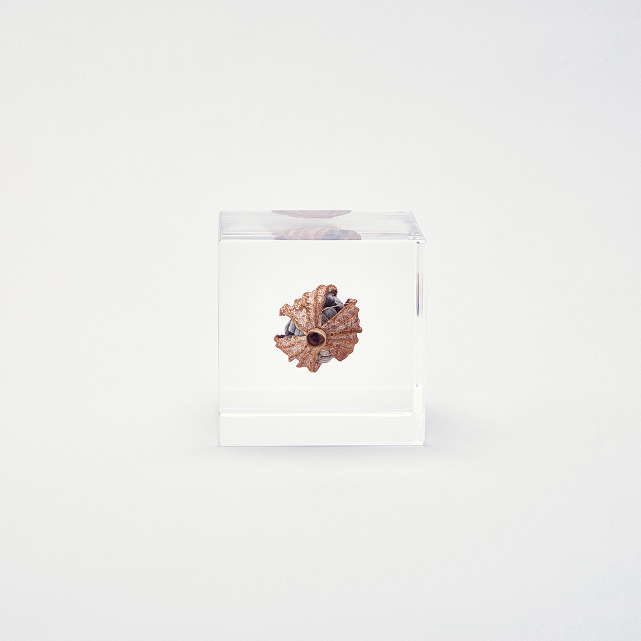 Sola cube / 冬 | 静かに時を止めた植物のかたち