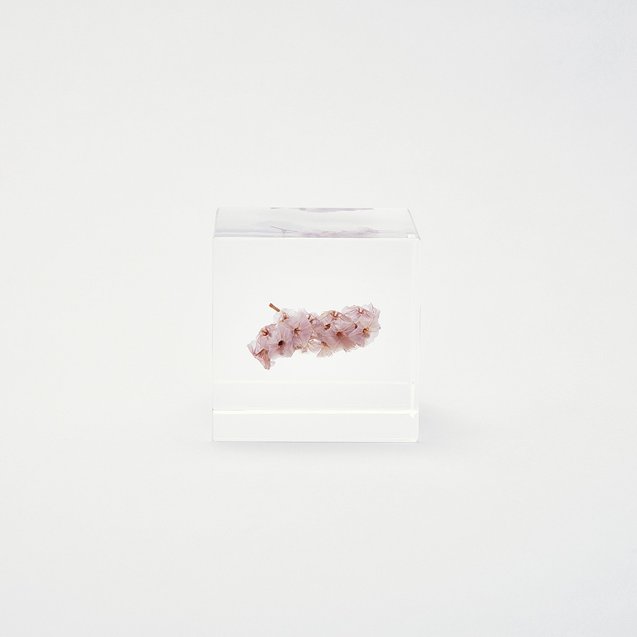 Sola cube / 夏 | 静かに時を止めた植物のかたち