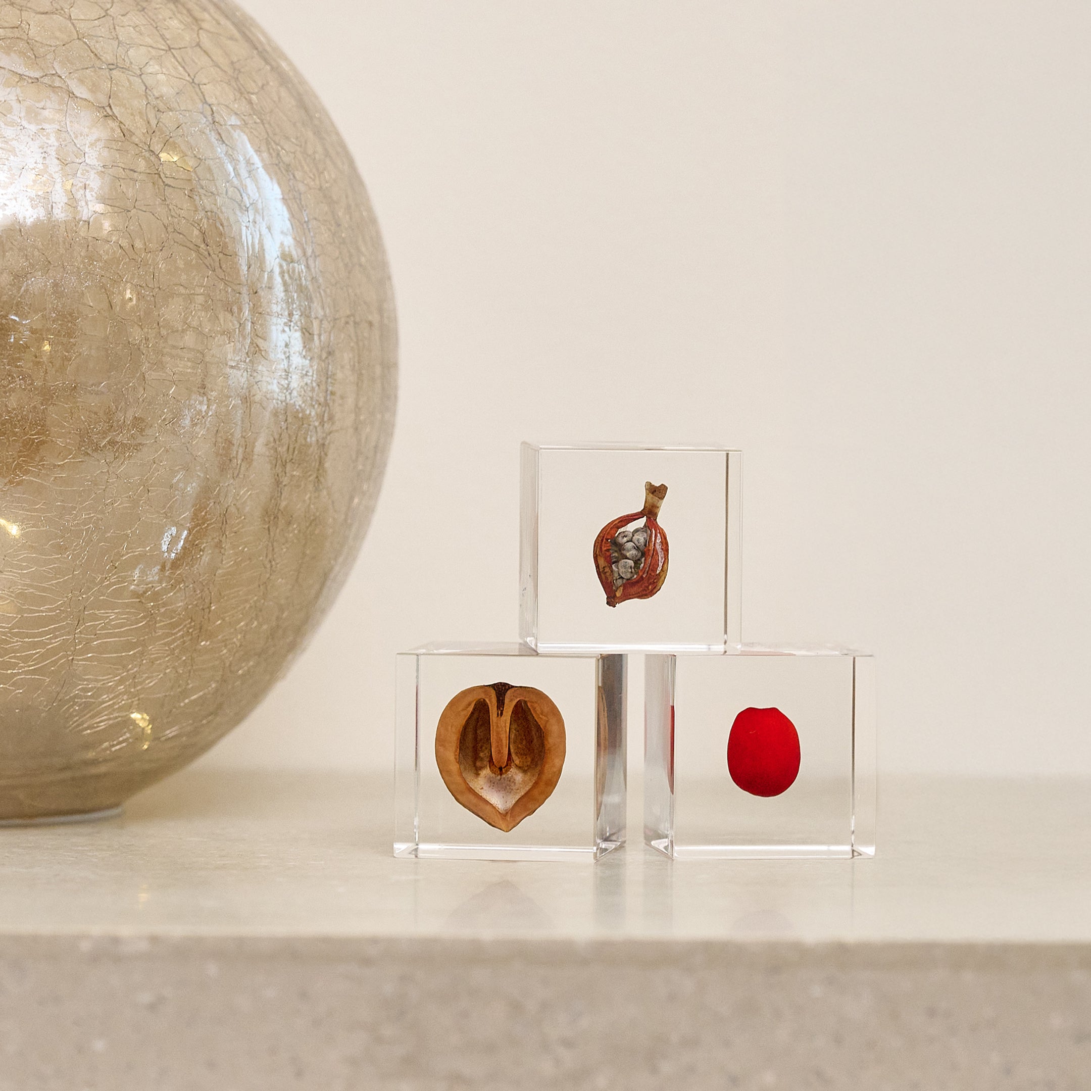 Sola cube / 冬 | 静かに時を止めた植物のかたち