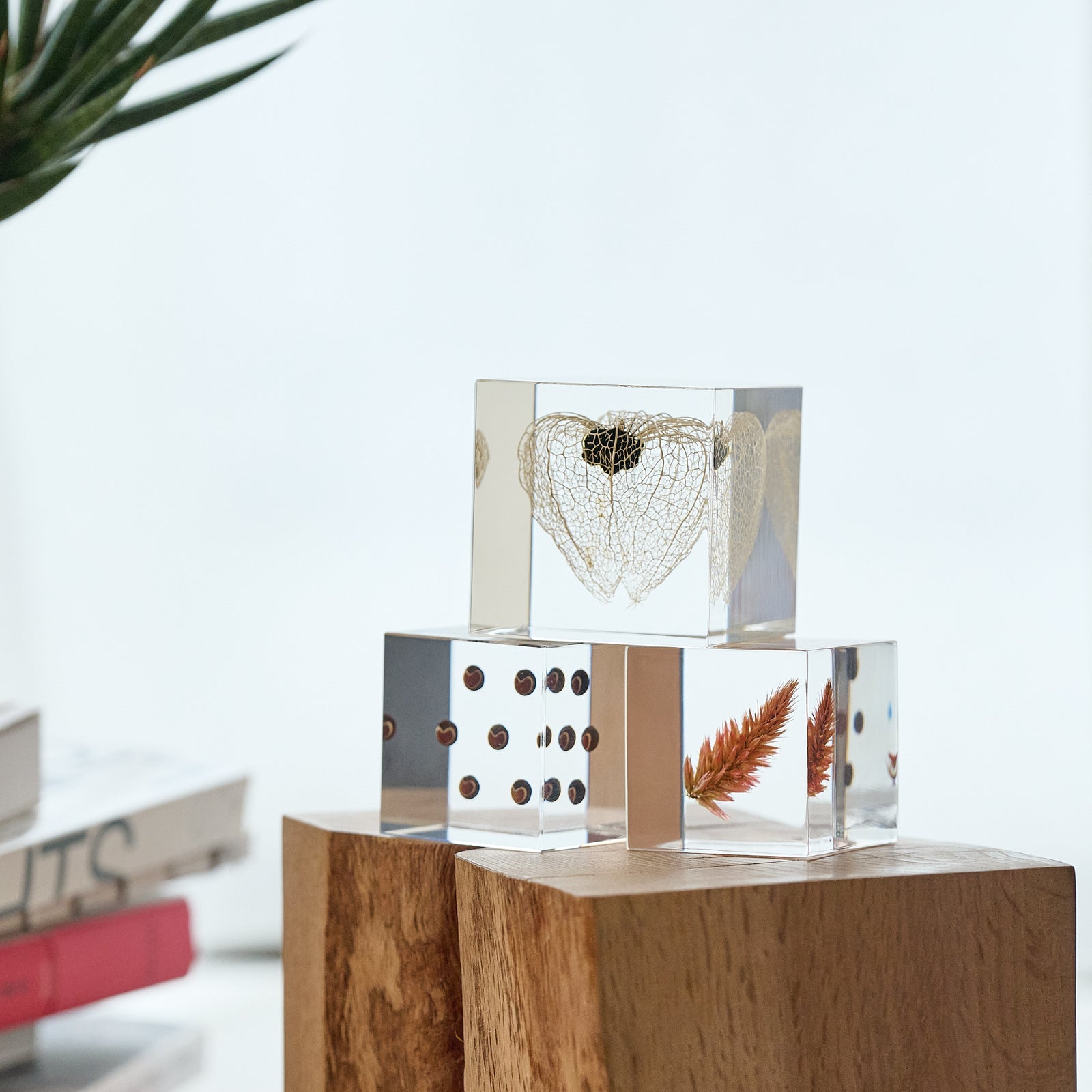 Sola cube / 秋 | 静かに時を止めた植物のかたち