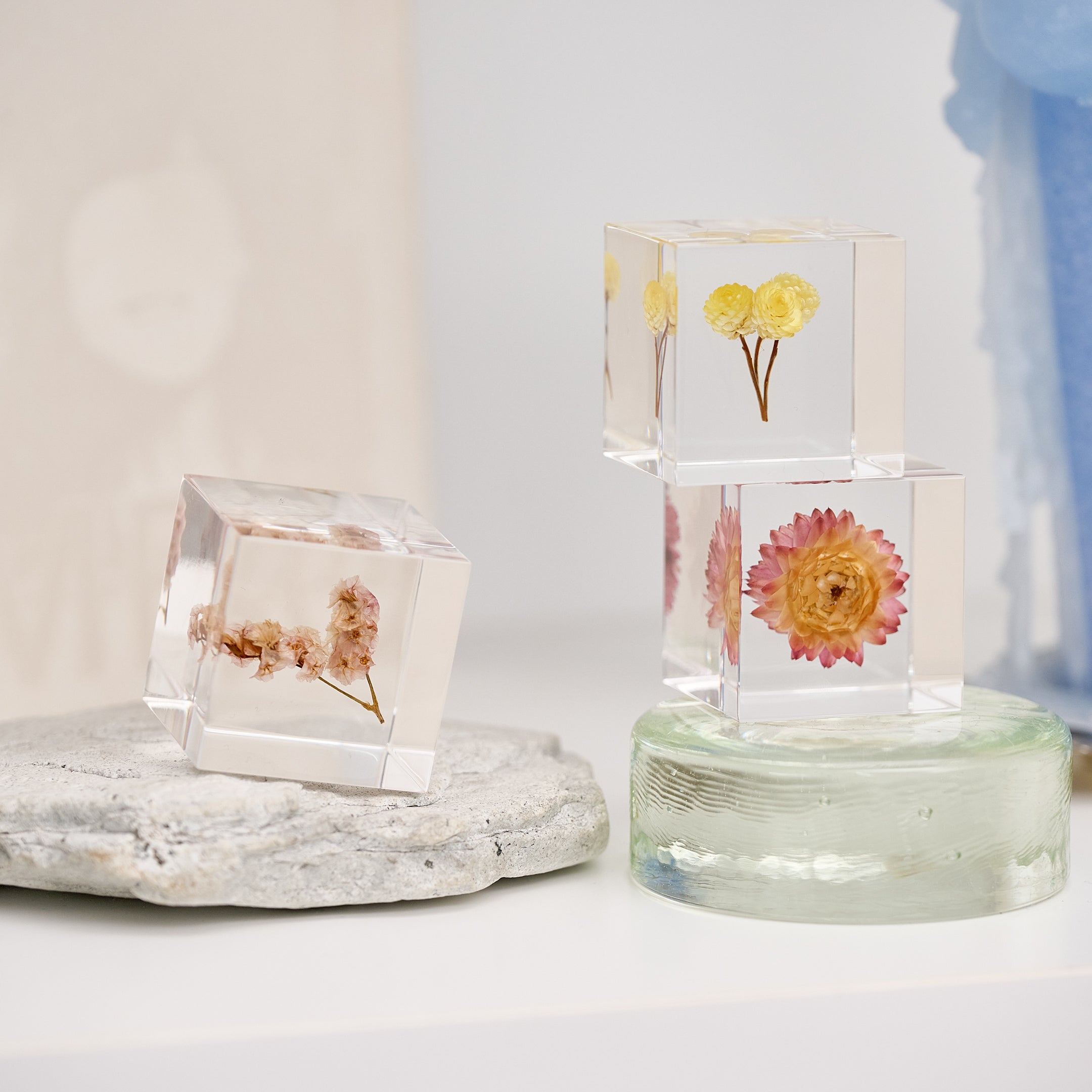 Sola cube / 夏 | 静かに時を止めた植物のかたち