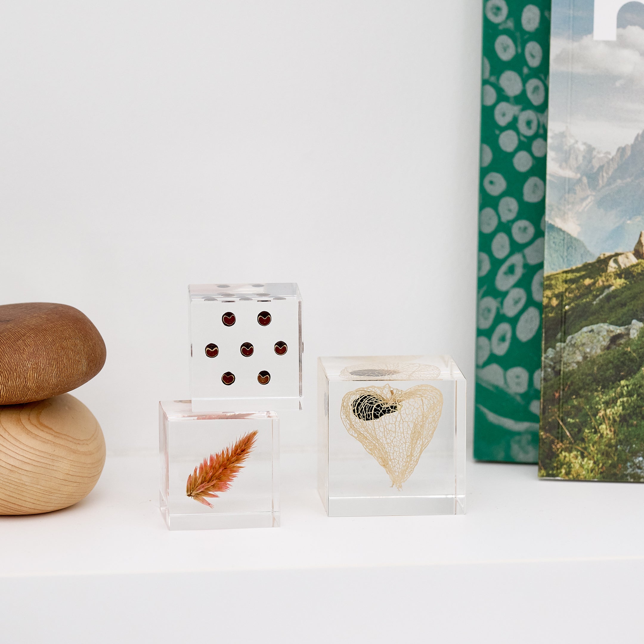 Sola cube / 秋 | 静かに時を止めた植物のかたち