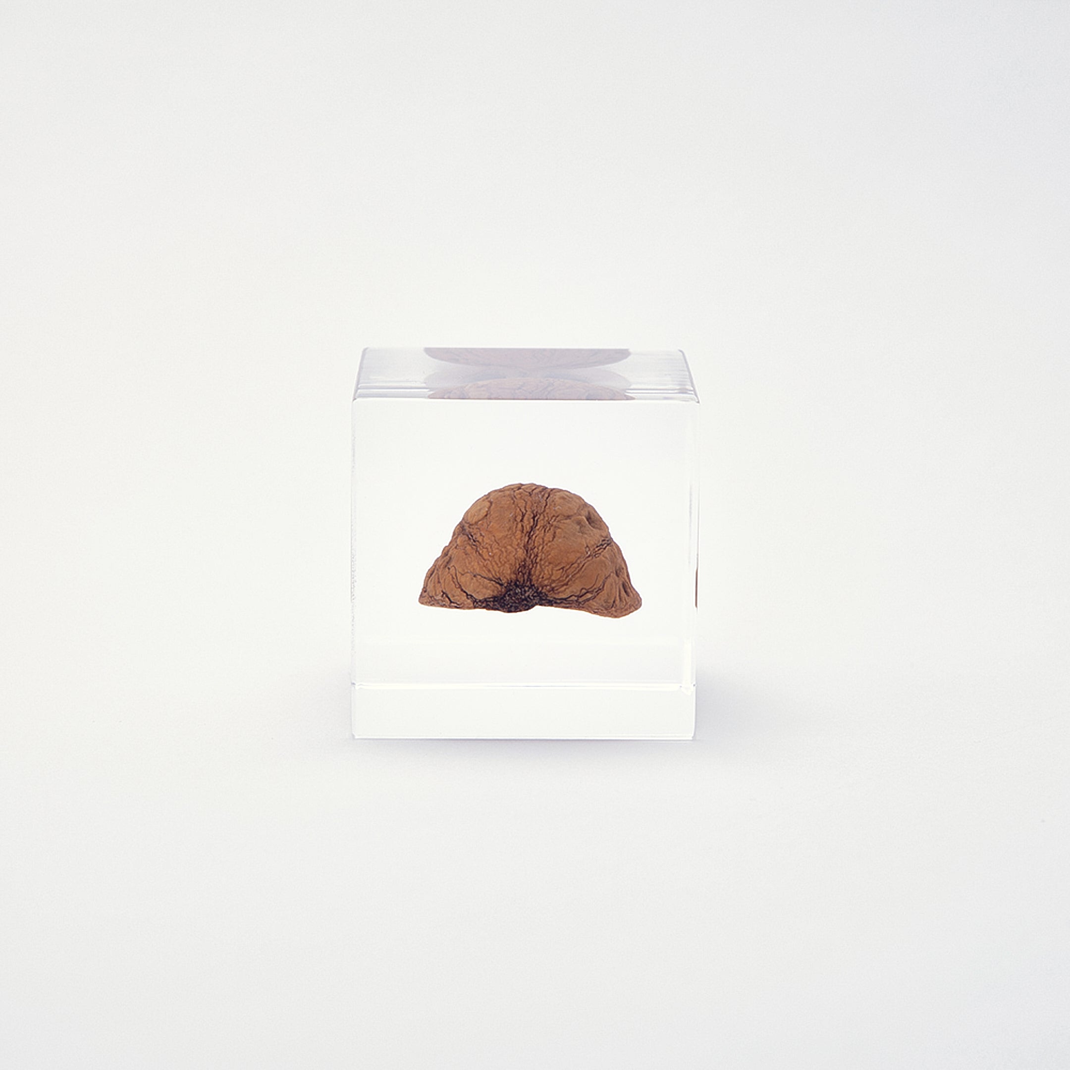 Sola cube / 冬 | 静かに時を止めた植物のかたち