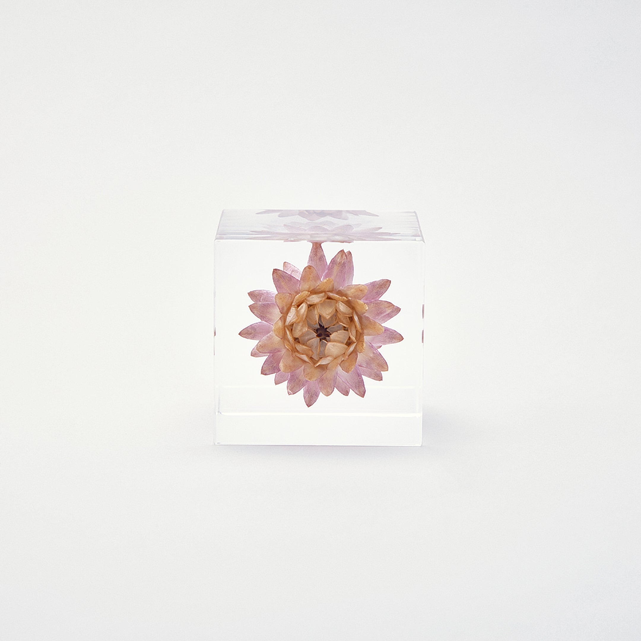 Sola cube / 冬 | 静かに時を止めた植物のかたち
