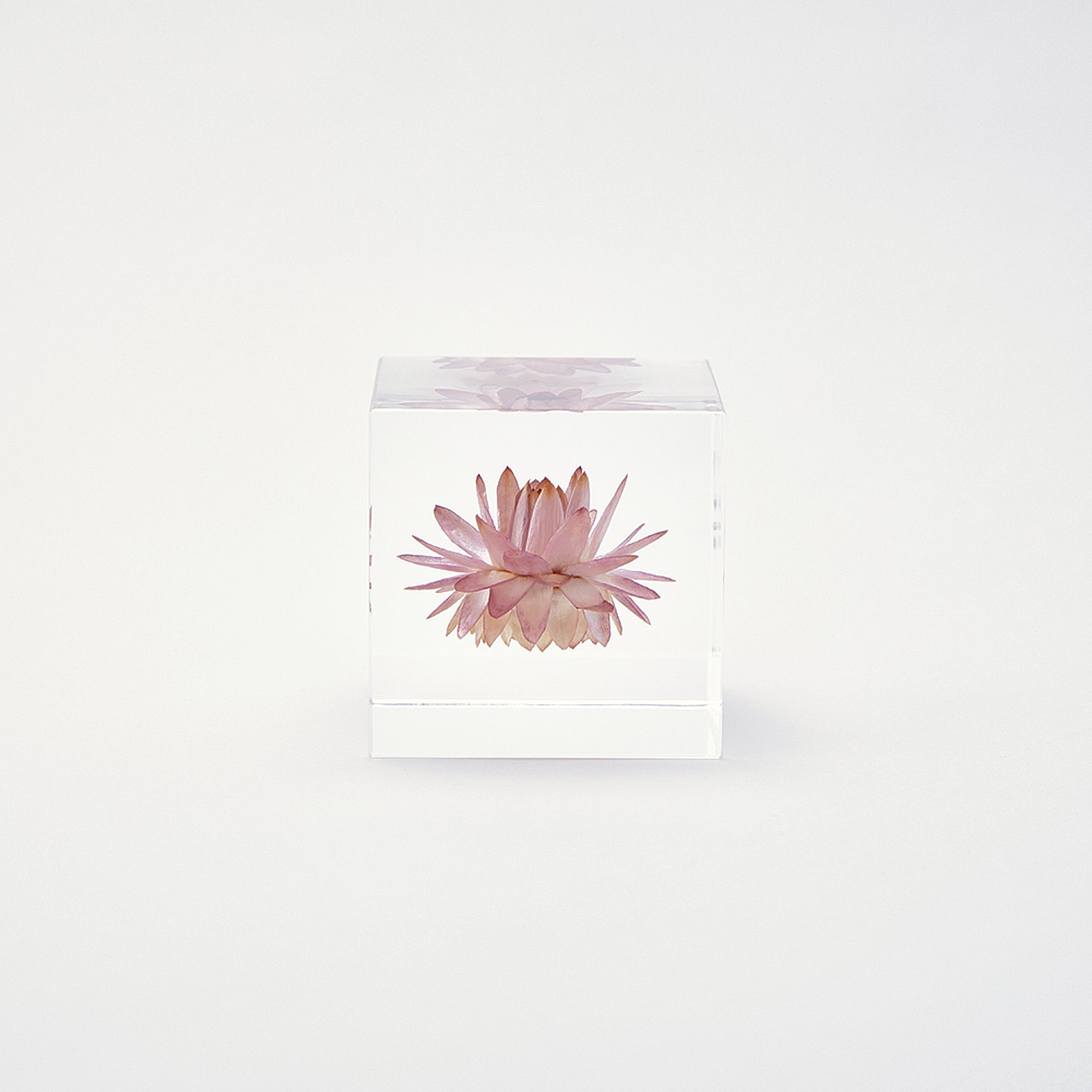Sola cube / 冬 | 静かに時を止めた植物のかたち