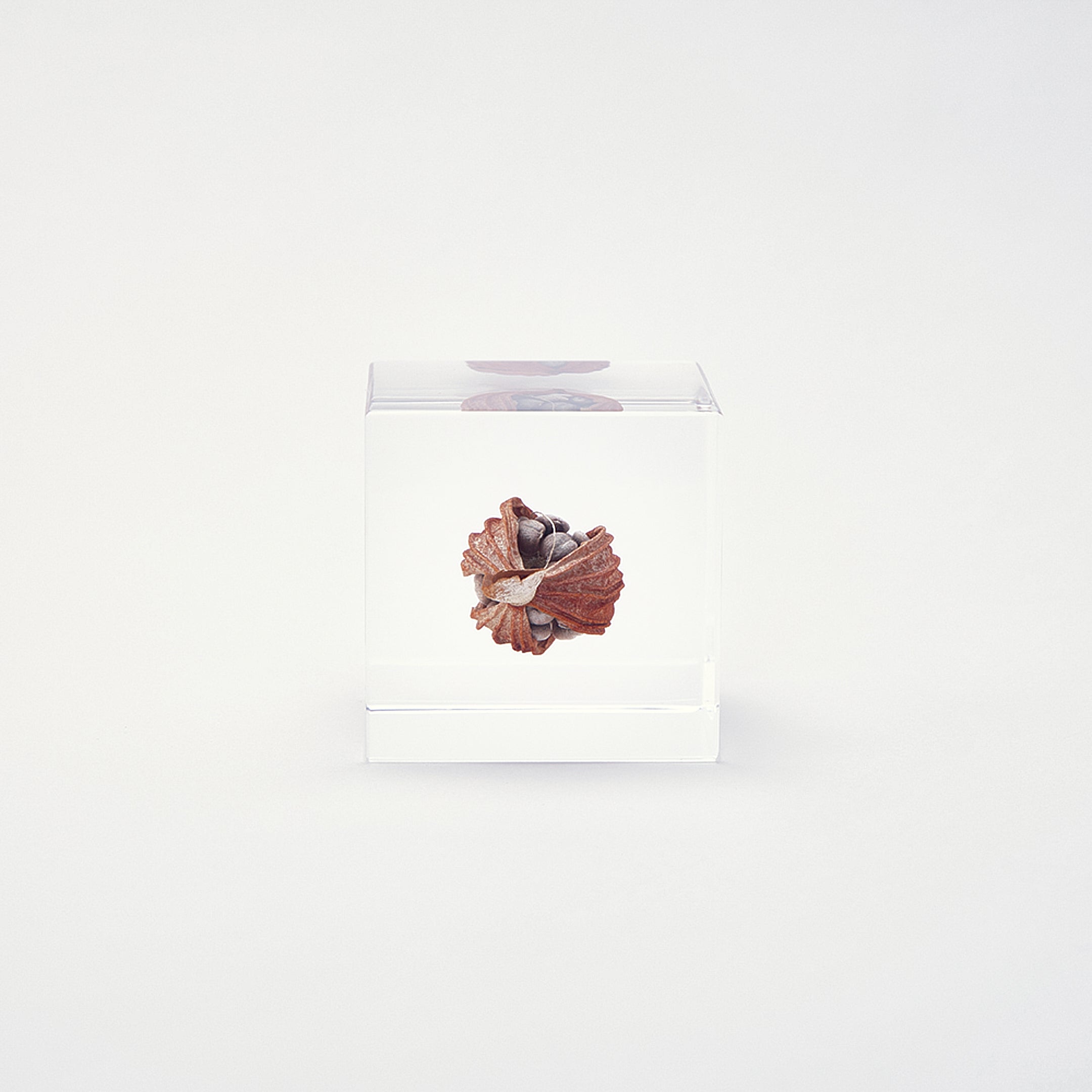 Sola cube / 冬 | 静かに時を止めた植物のかたち