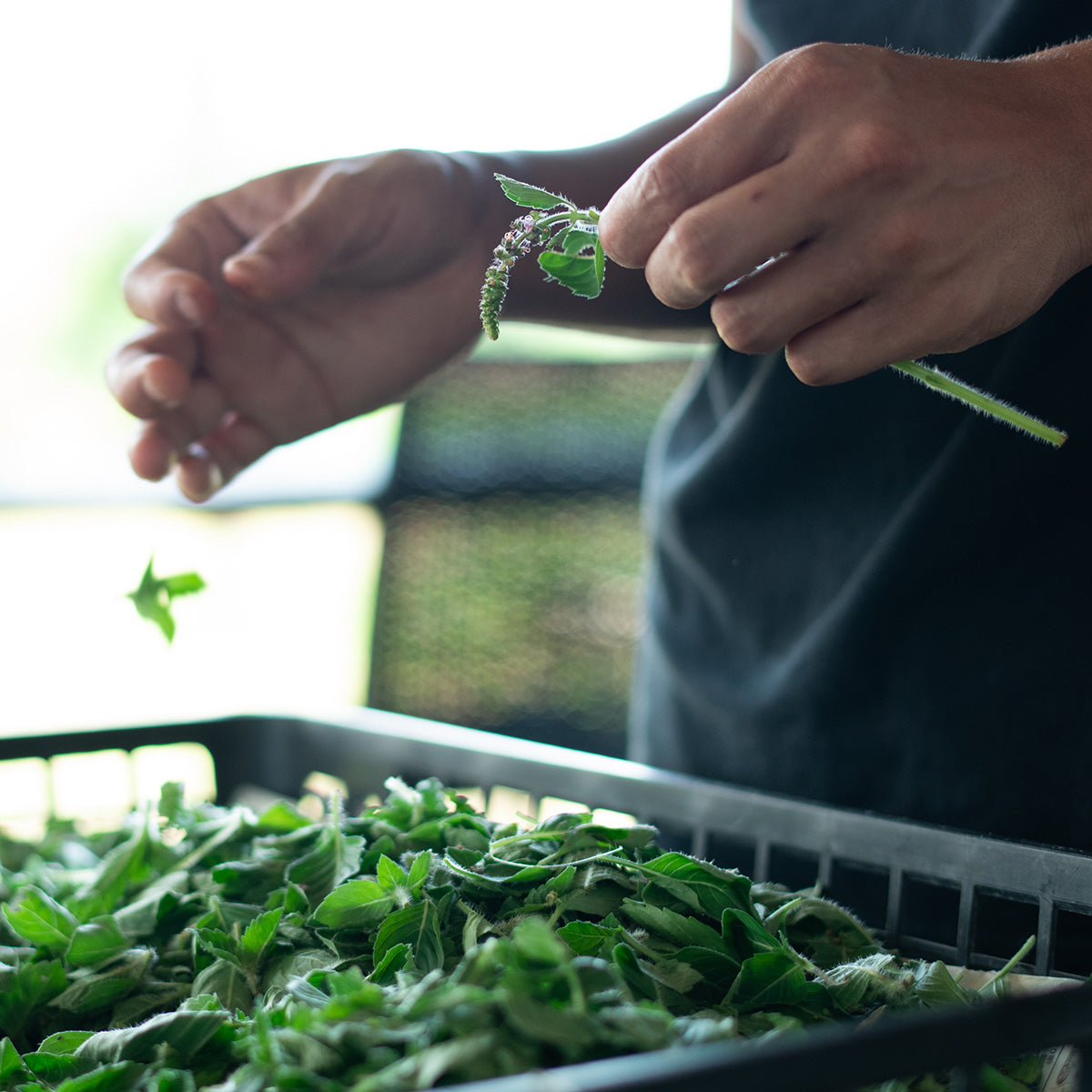 SiKiTO HERB TEA | 四季を巡るオリジナルハーブティー