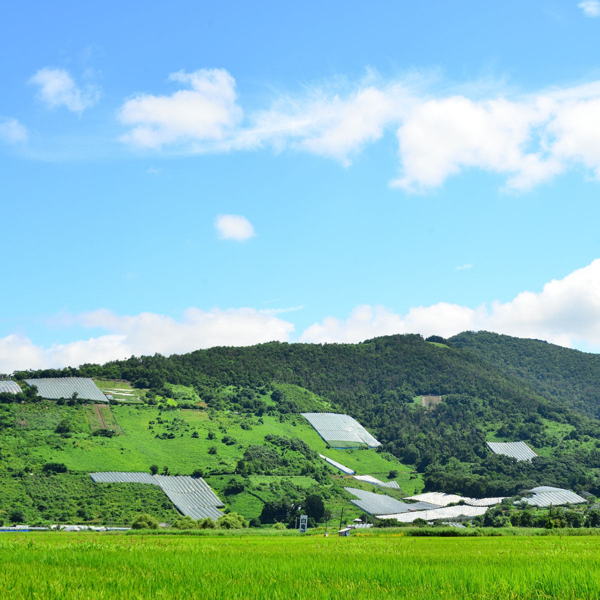 2024 高畠クラシック 上和田ピノ・ブラン | 柑橘とハーブが香る淡麗白ワイン