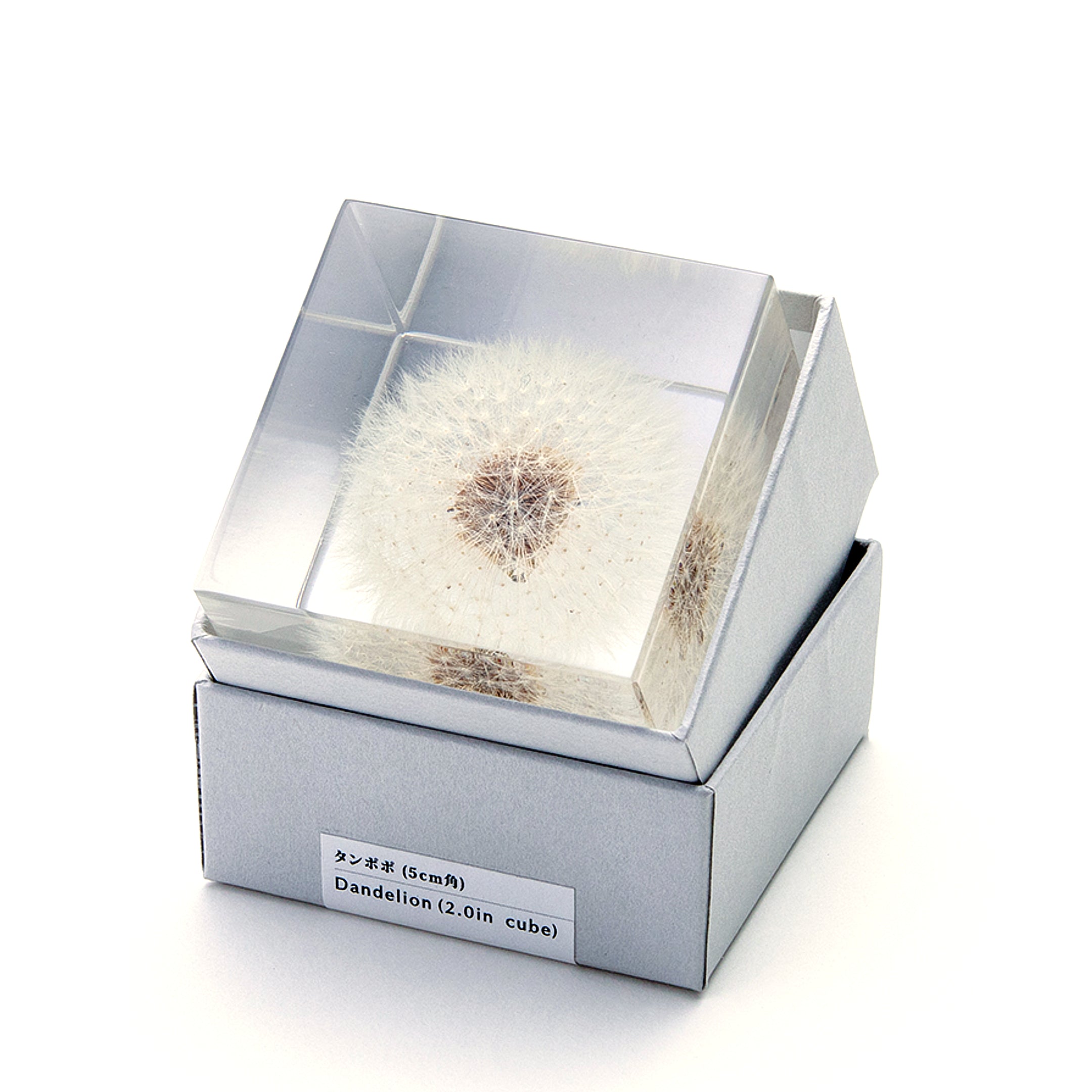 Sola cube / 春 | 静かに時を止めた植物のかたち