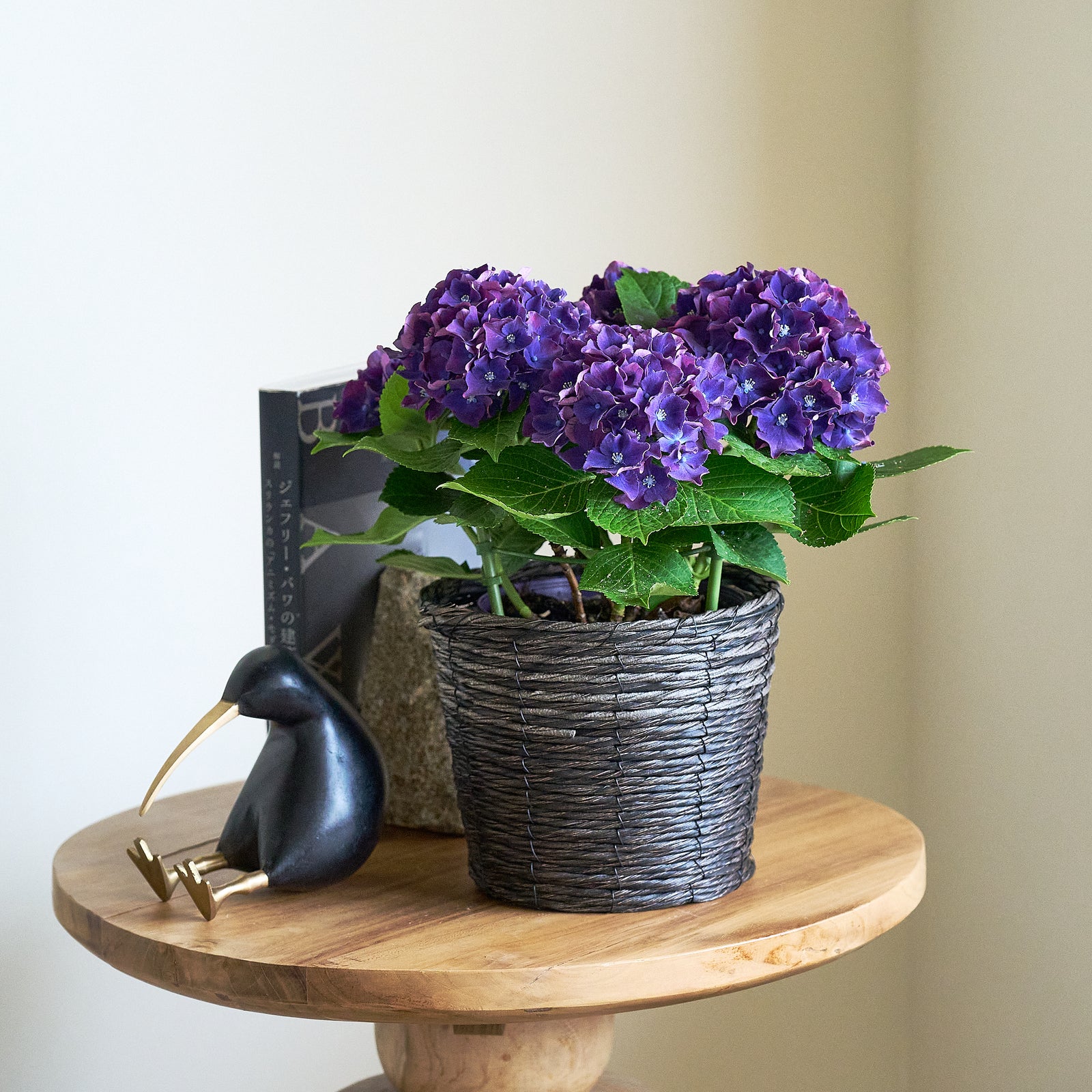 【数量限定】母の日に贈るシックなアジサイ鉢(生花)