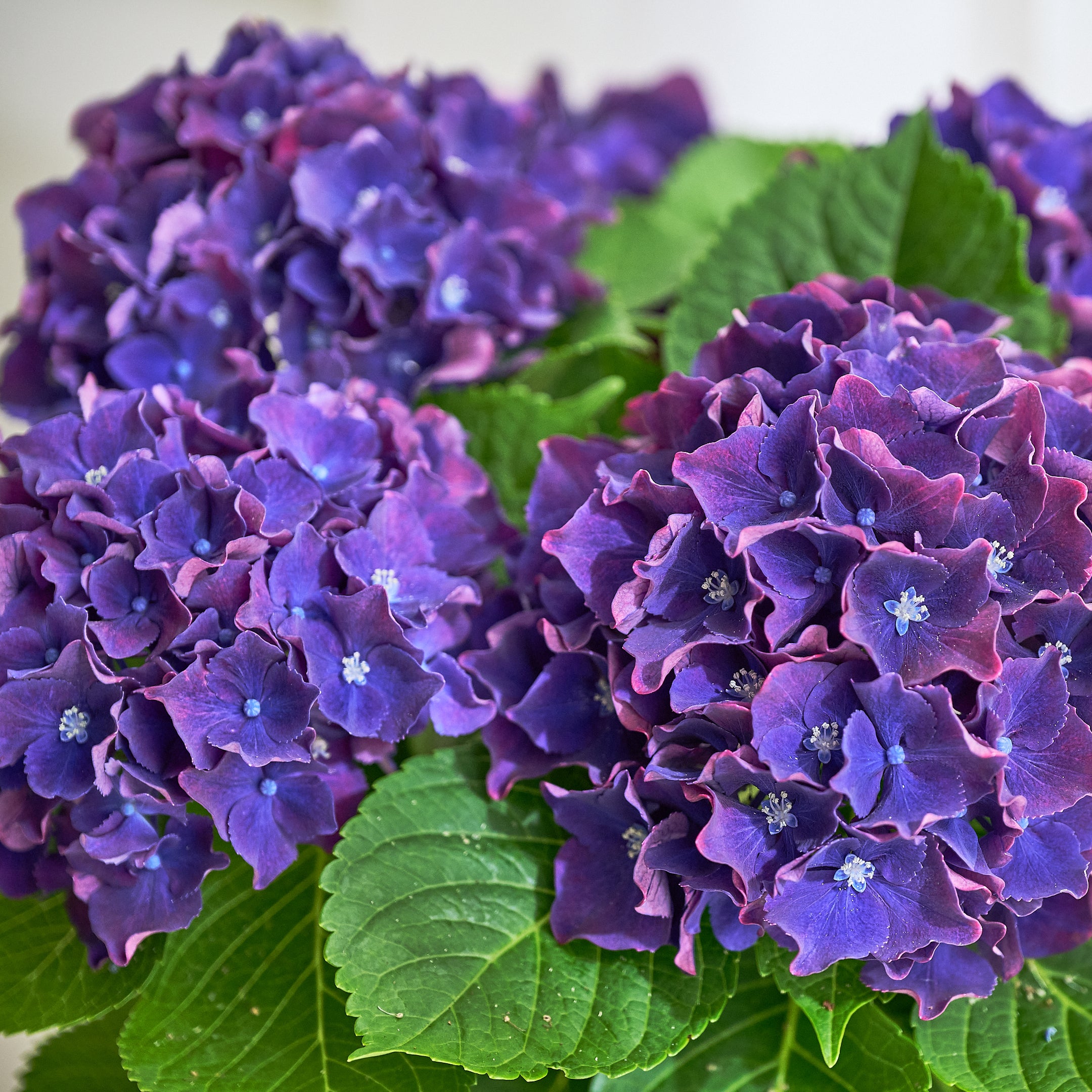 【数量限定】母の日に贈るシックなアジサイ鉢(生花)