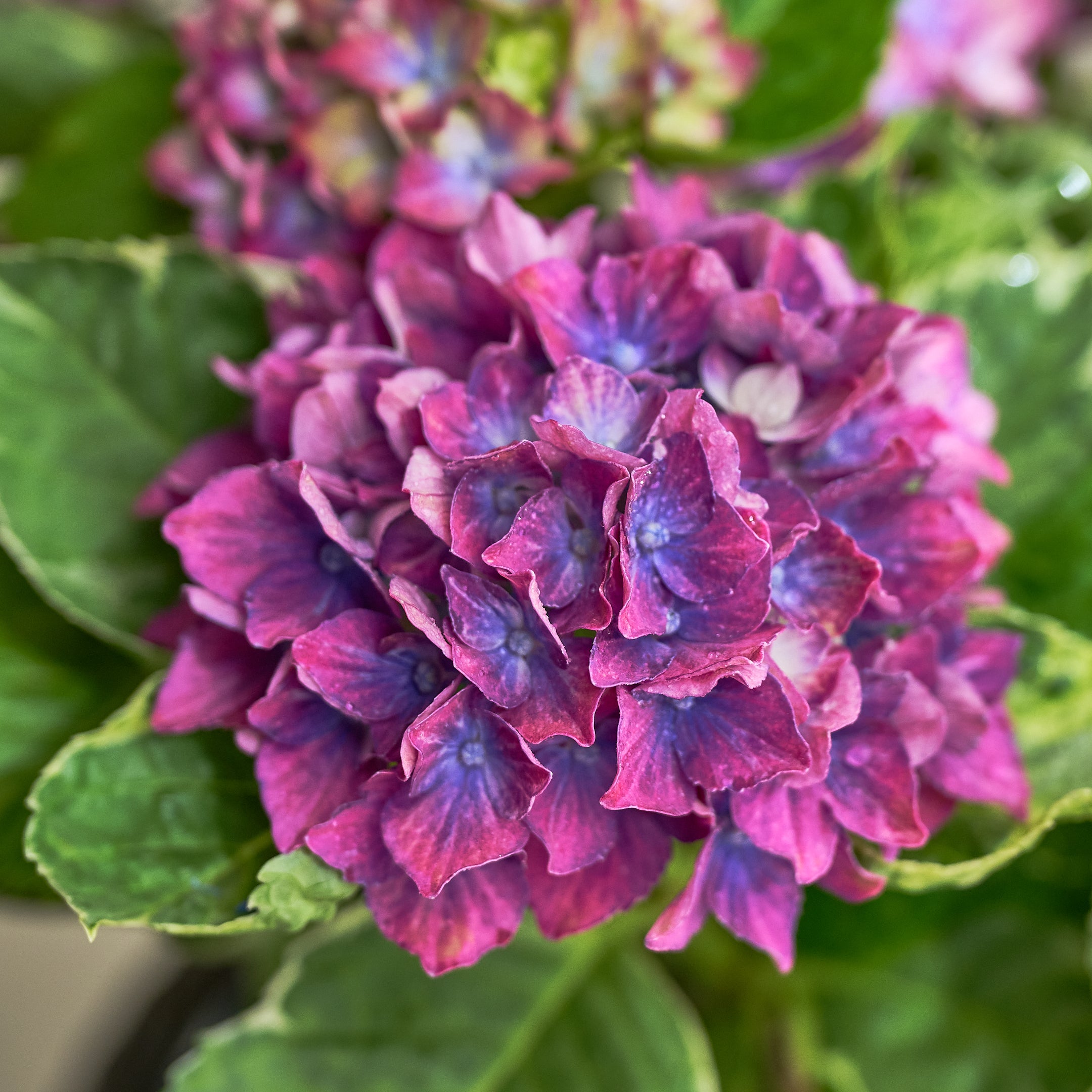 【数量限定】母の日に贈るシックなアジサイ鉢(生花)