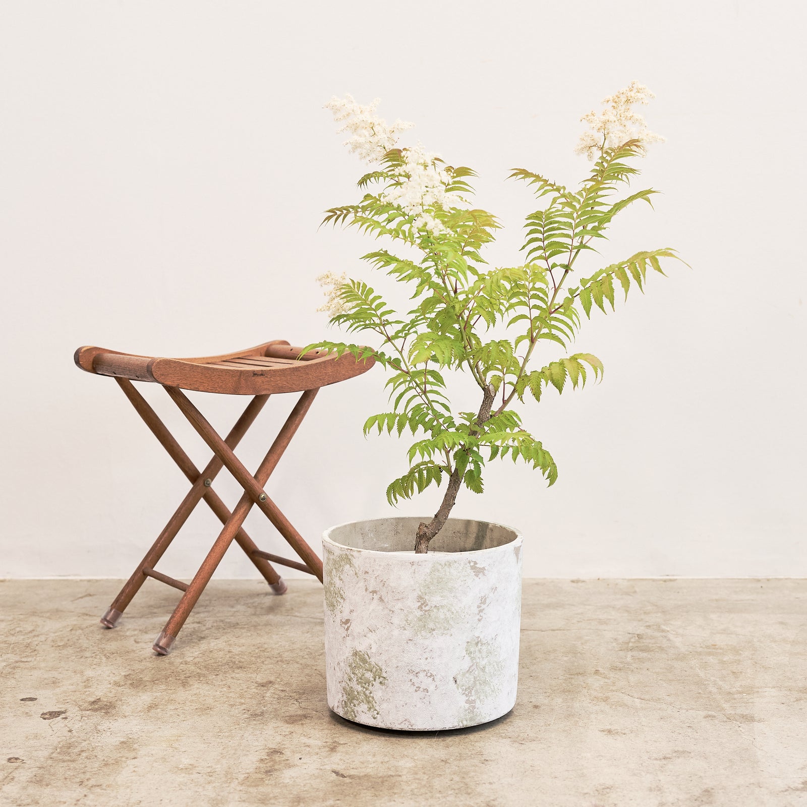 【数量限定】季節の鉢花 ニワナナカマド(生花)