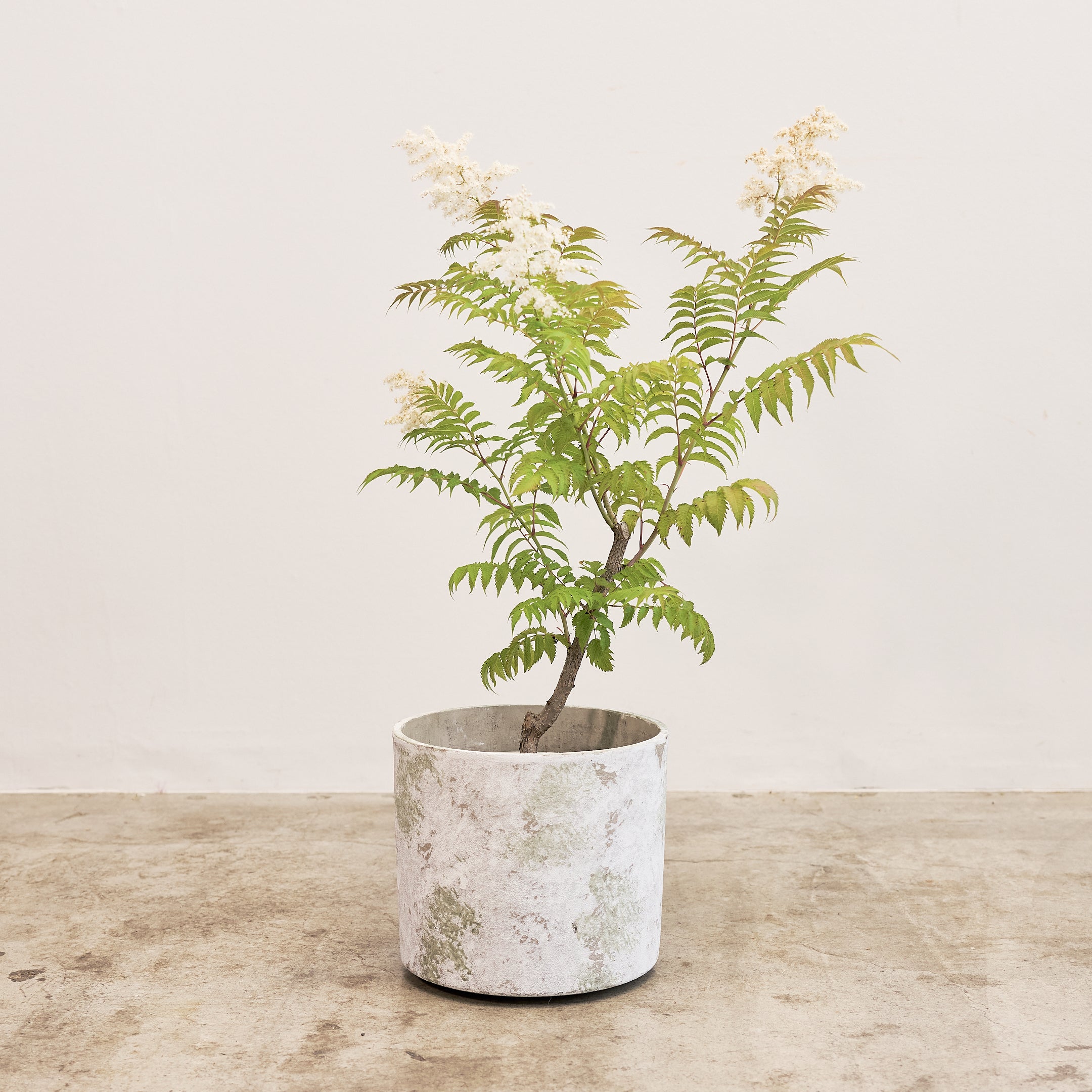 【数量限定】季節の鉢花 ニワナナカマド(生花)