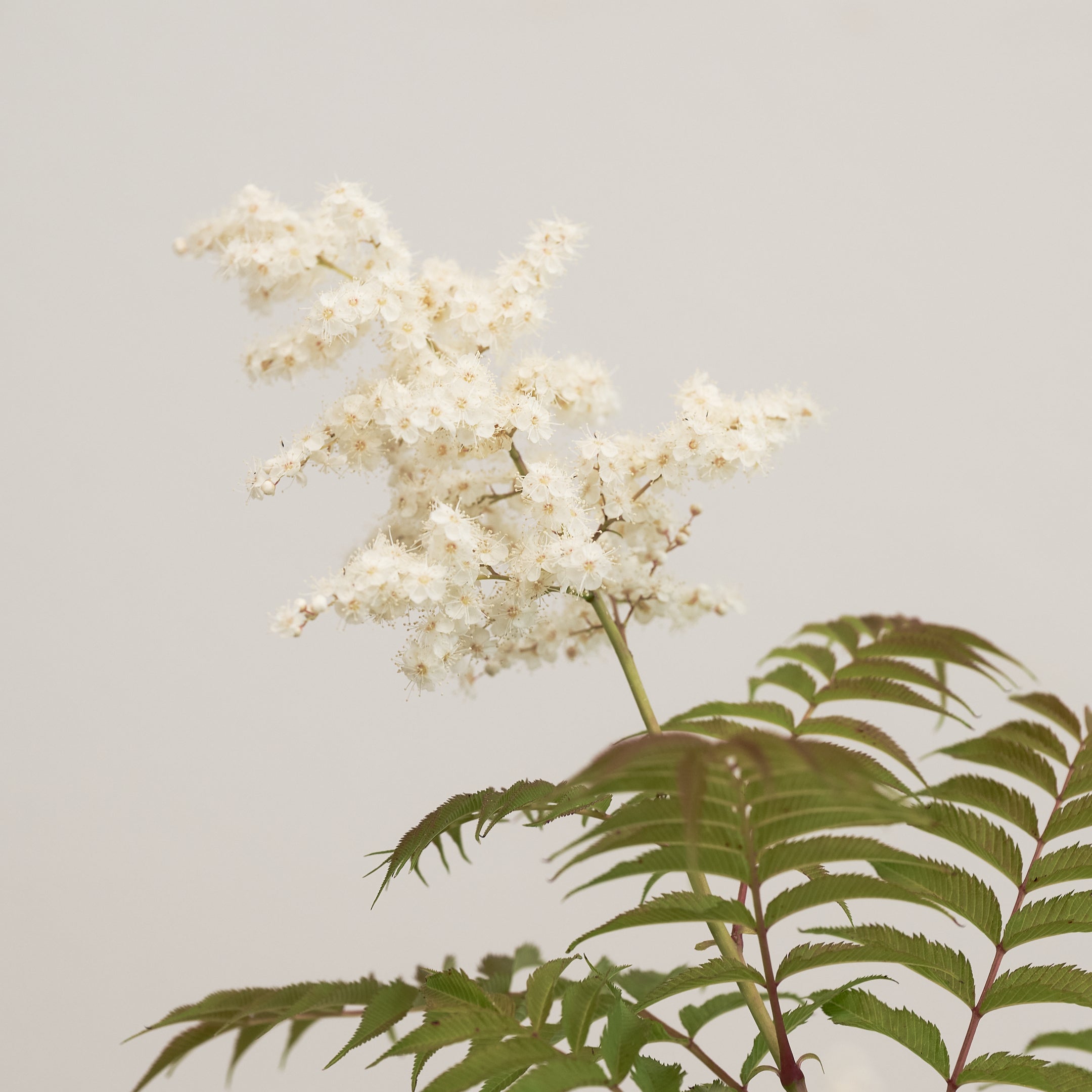 【数量限定】季節の鉢花 ニワナナカマド(生花)