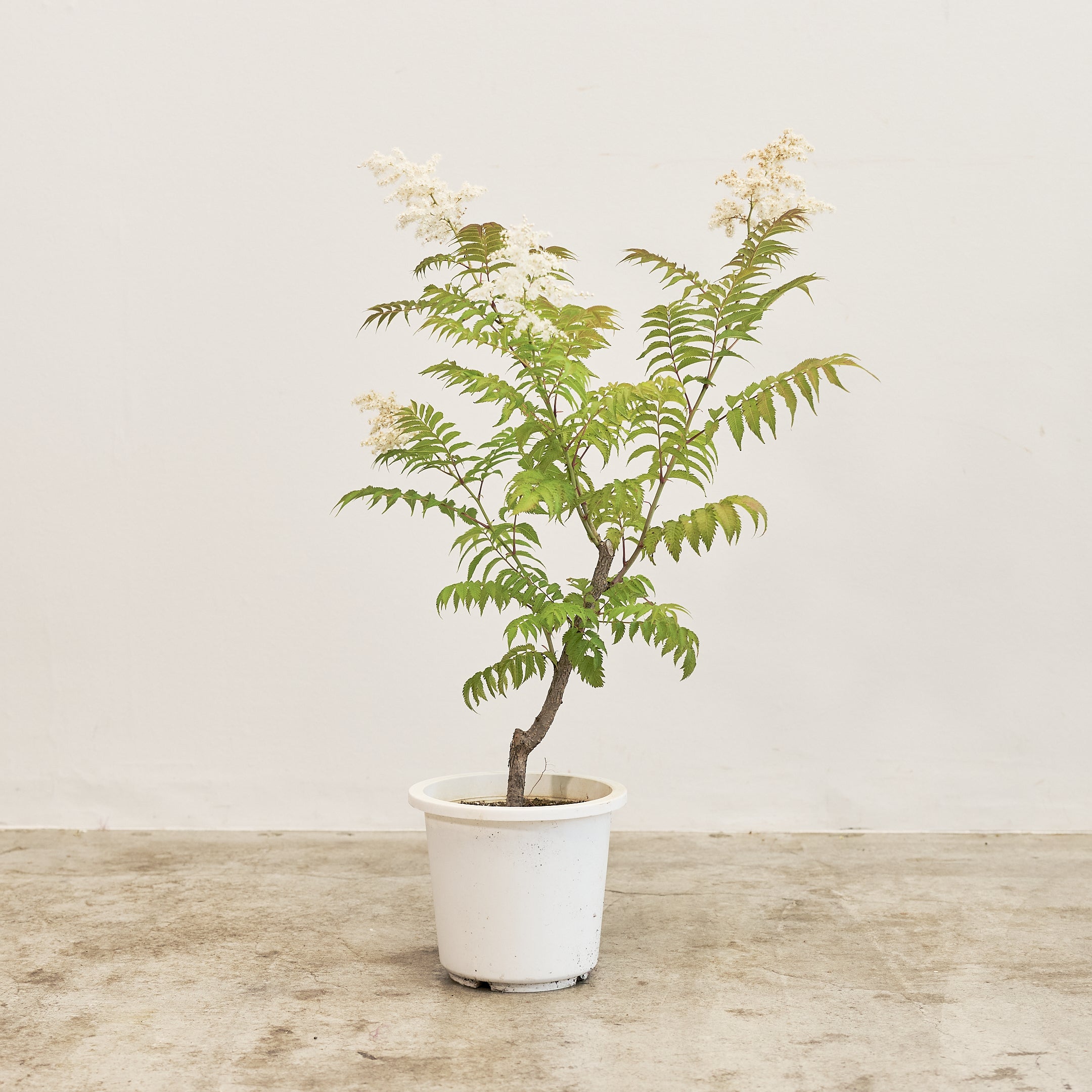 【数量限定】季節の鉢花 ニワナナカマド(生花)