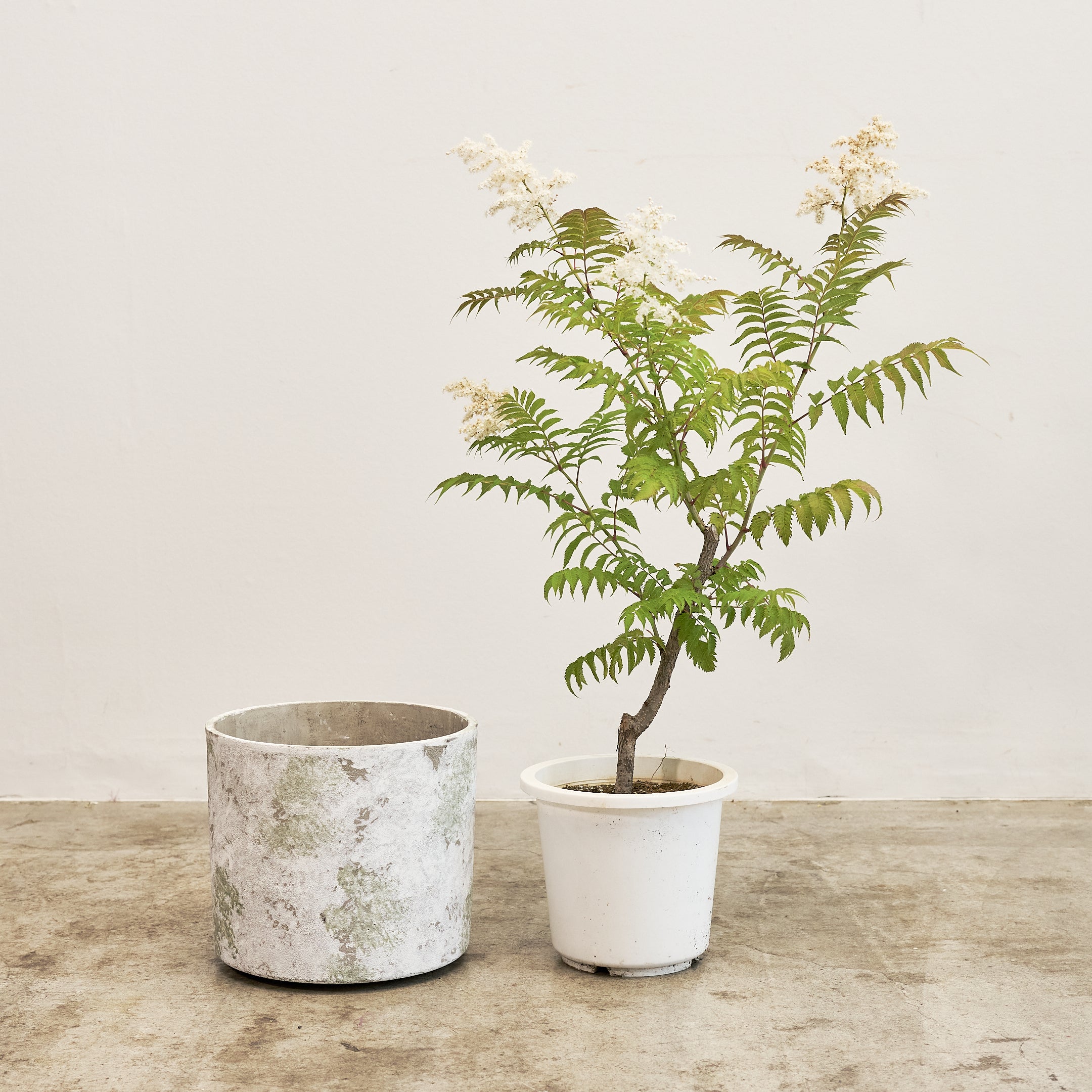 【数量限定】季節の鉢花 ニワナナカマド(生花)