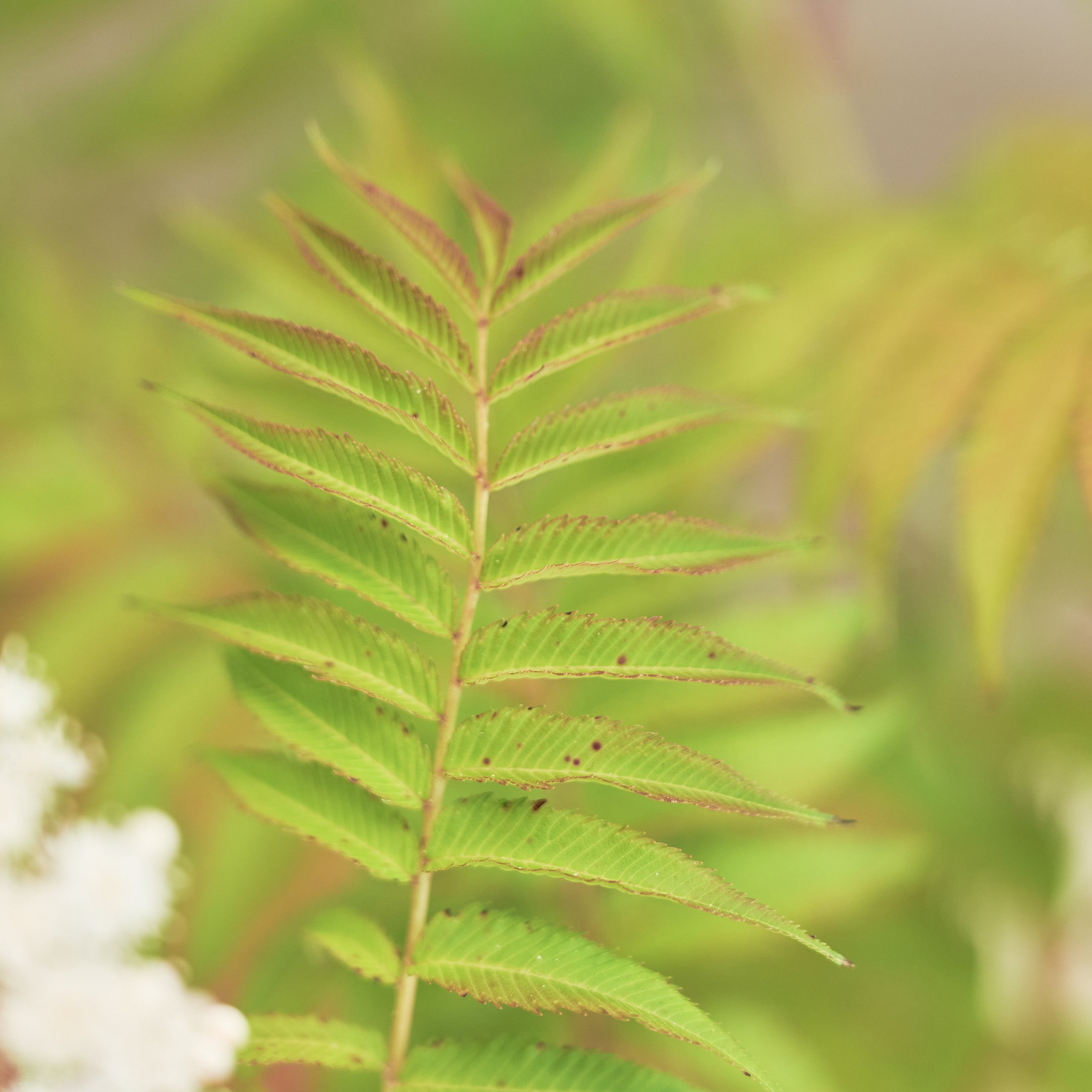 【数量限定】季節の鉢花 ニワナナカマド(生花)