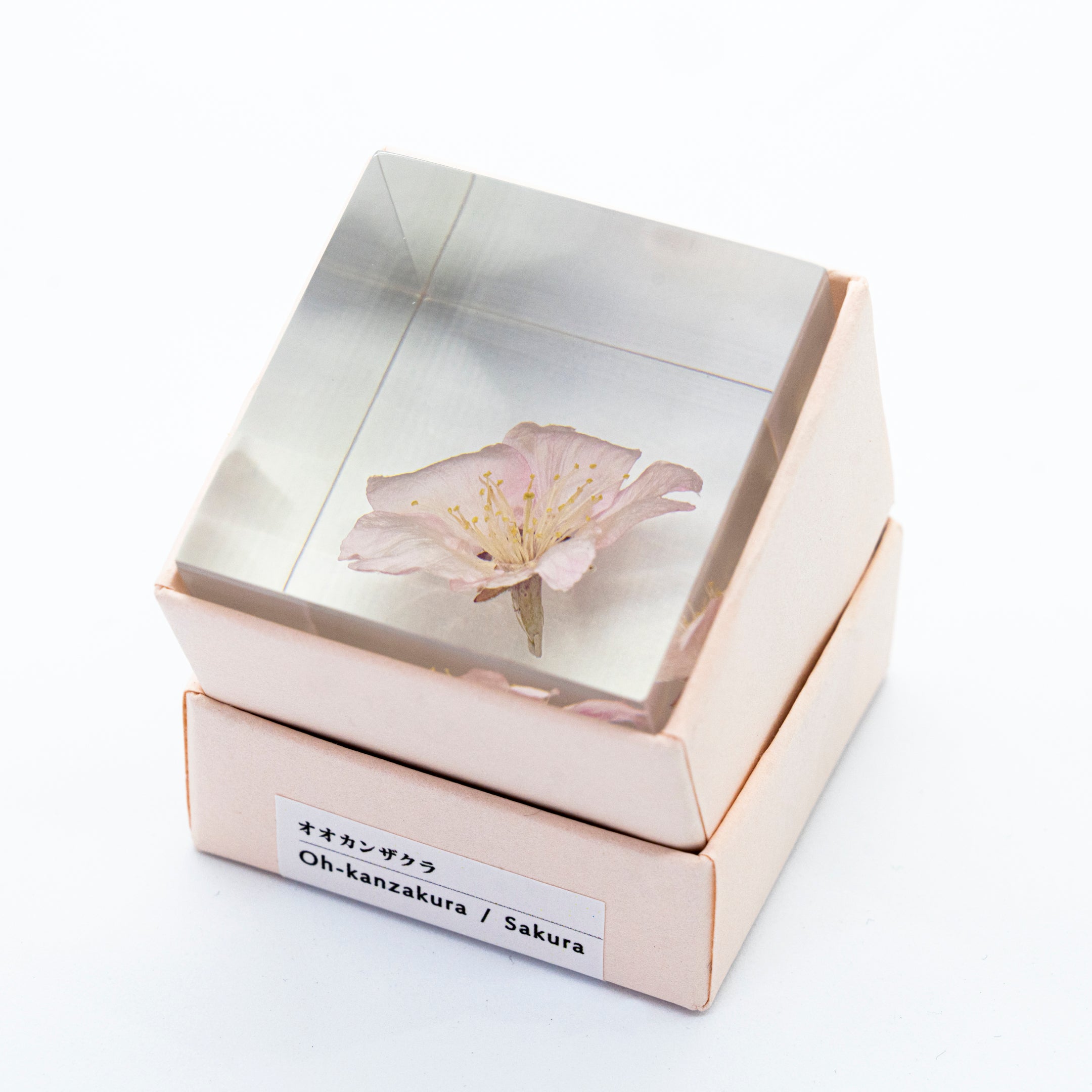 Sola cube / 春 | 静かに時を止めた植物のかたち