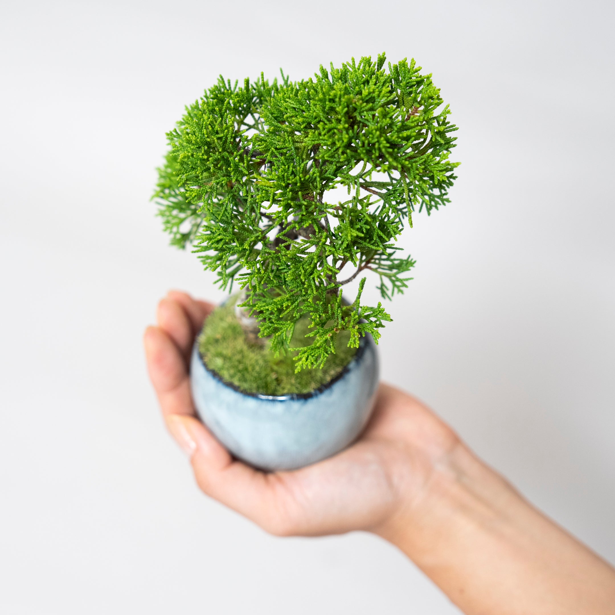 【受注販売】四季と盆栽 《秋》 | シンパク