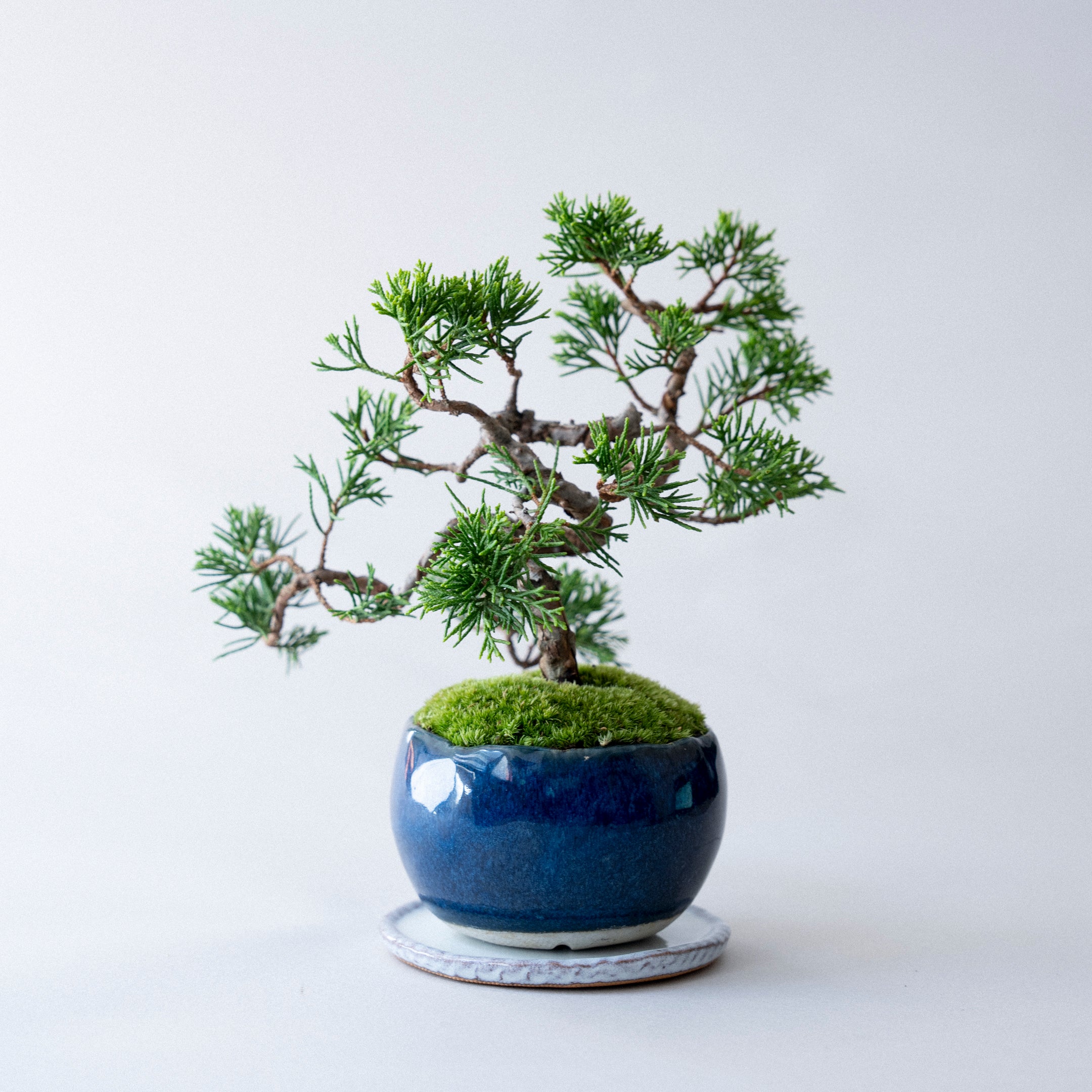 【受注販売】四季と盆栽 《秋》 | シンパク