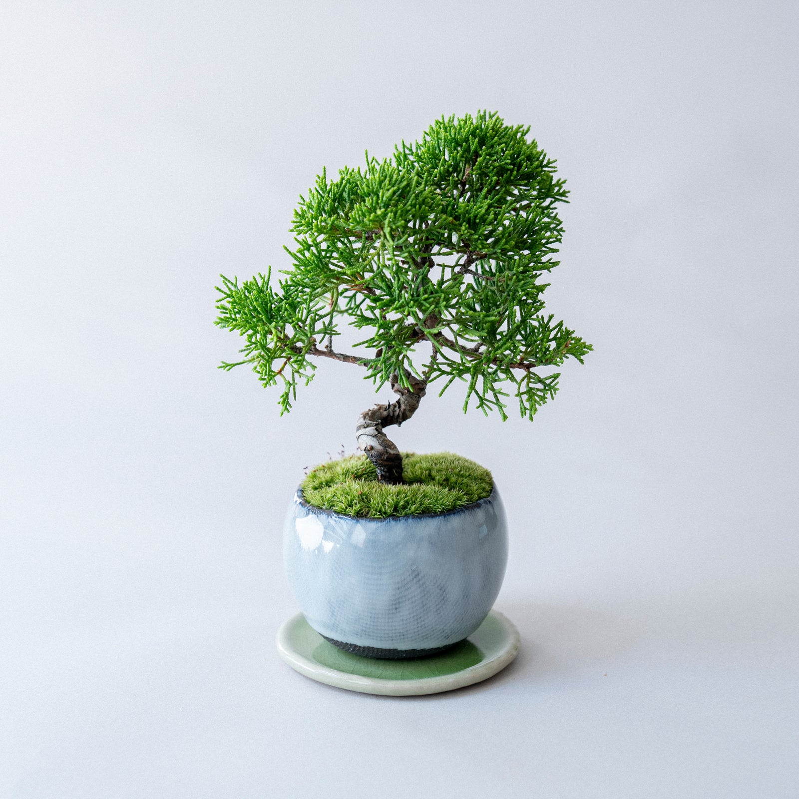 【受注販売】四季と盆栽 《秋》 | シンパク