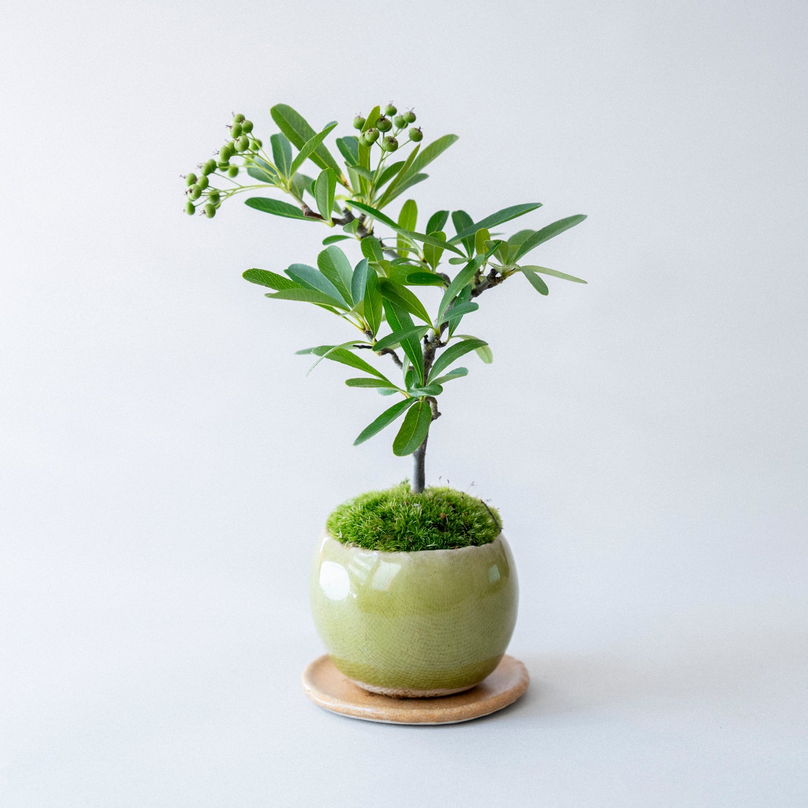 【受注販売】四季と盆栽 《秋》 | トキワサンザシ