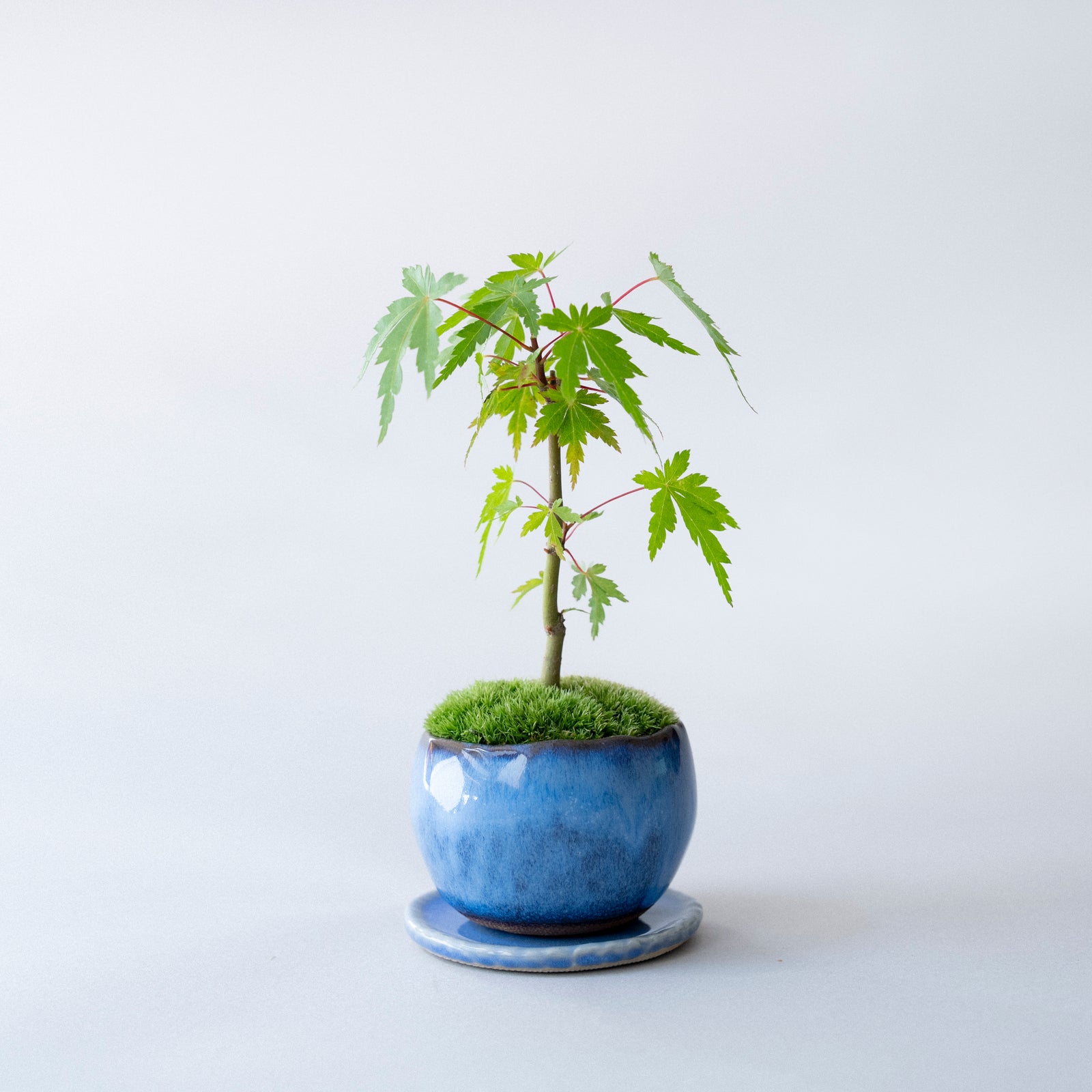【受注販売】四季と盆栽 《秋》 | ヤマモミジ