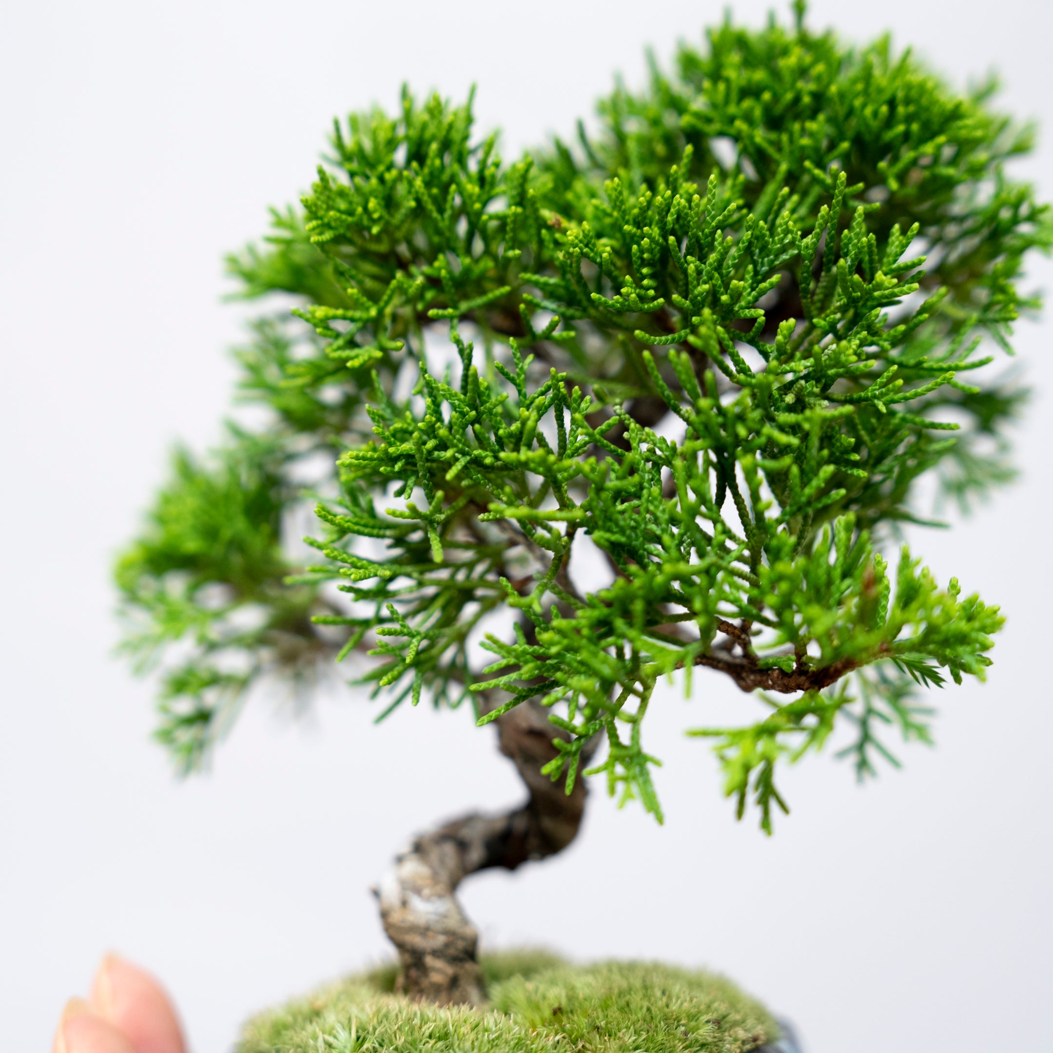 【受注販売】四季と盆栽 《秋》 | シンパク