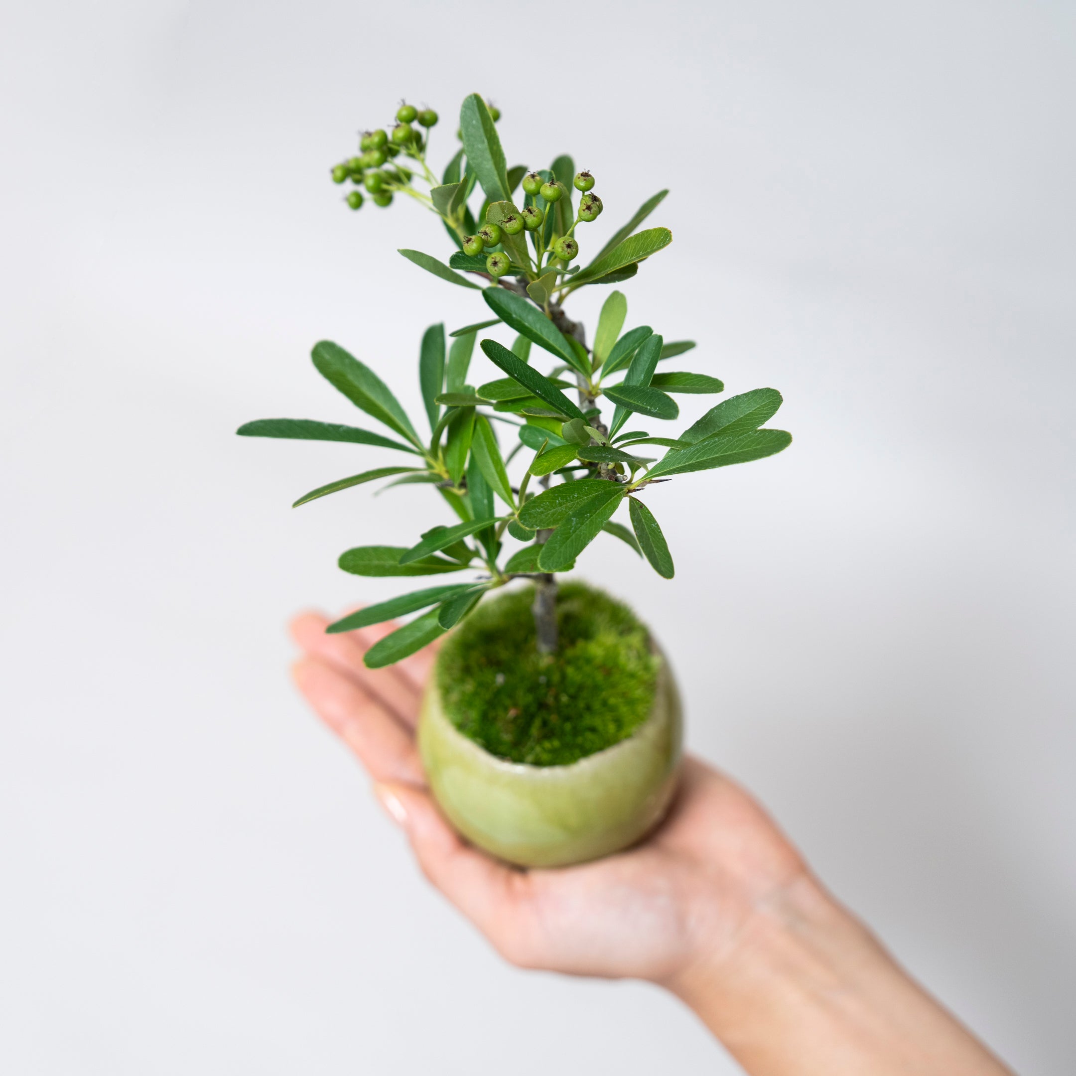 【受注販売】四季と盆栽 《秋》 | トキワサンザシ