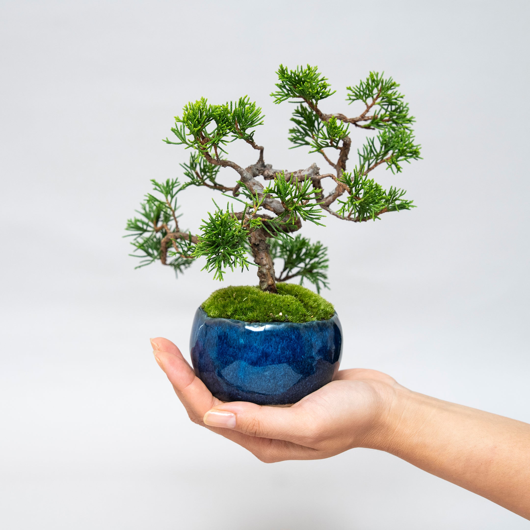 【受注販売】四季と盆栽 《秋》 | シンパク