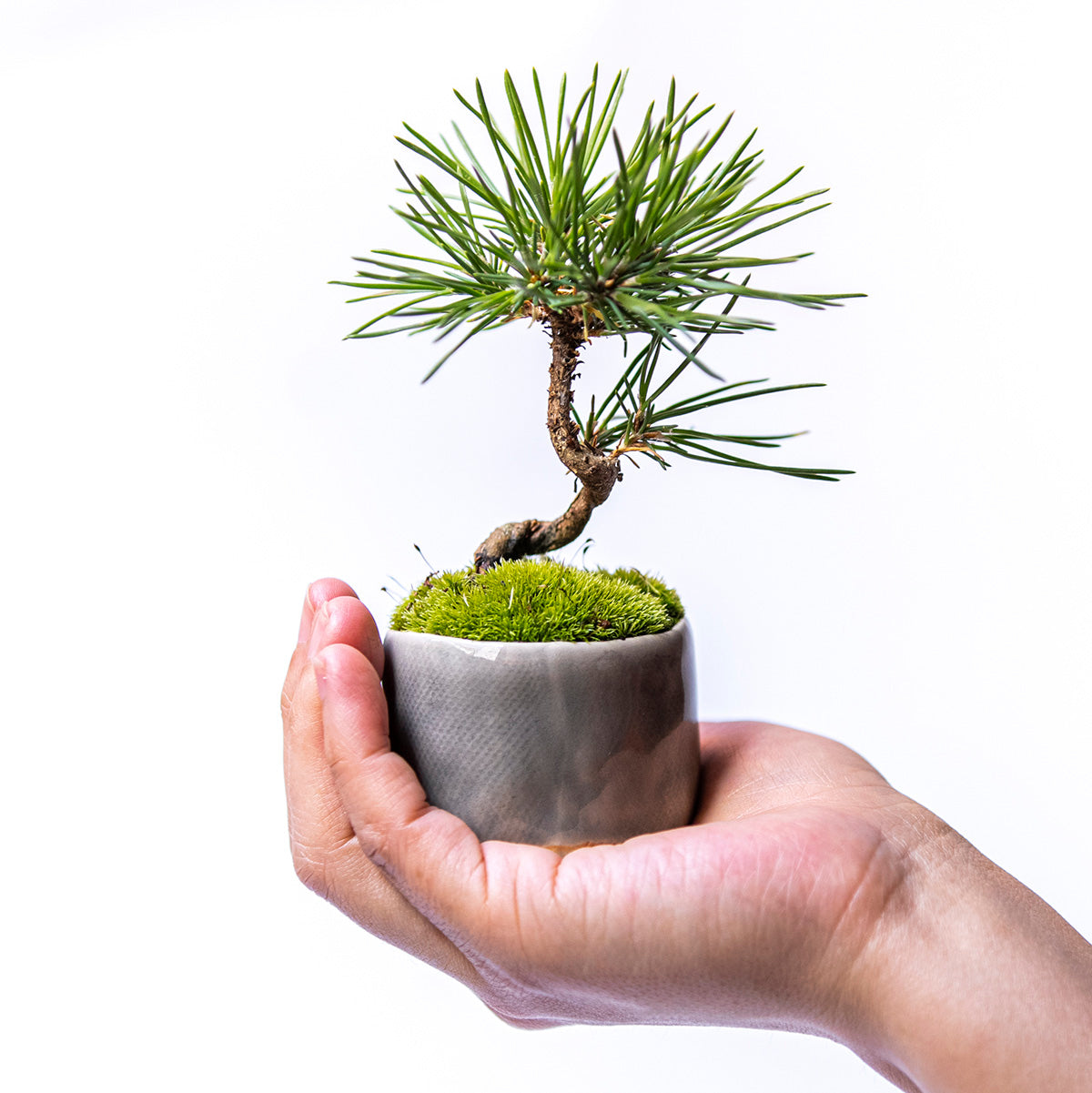 【受注販売】四季と盆栽〈冬〉 | クロマツ