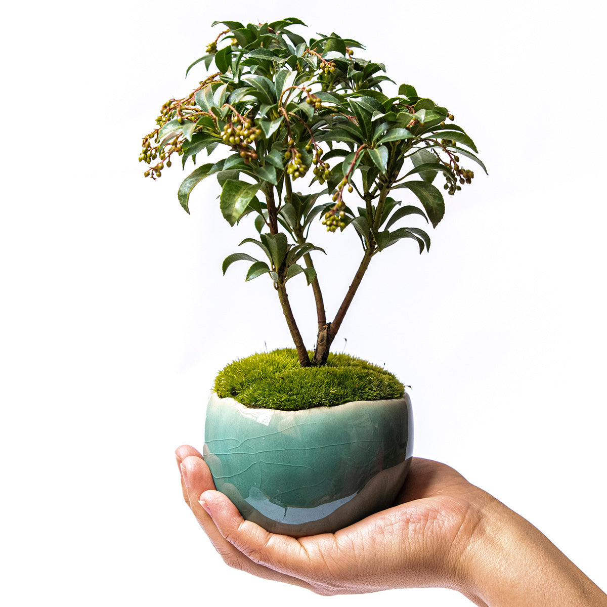 【受注販売】四季と盆栽〈冬〉 | アセビ