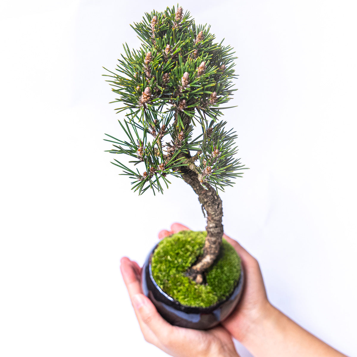 【受注販売】四季と盆栽〈冬〉 | 千寿丸